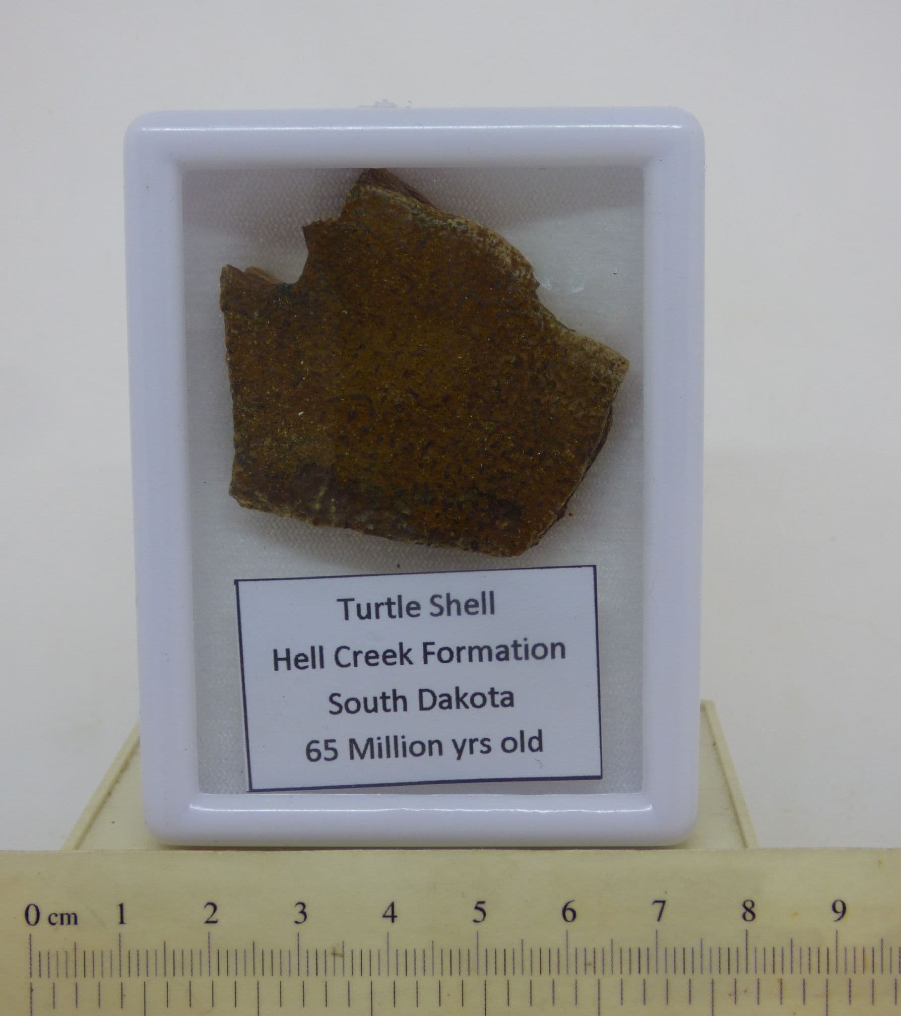 Fossil Turtle Shell South Dakota in Glass Display Box