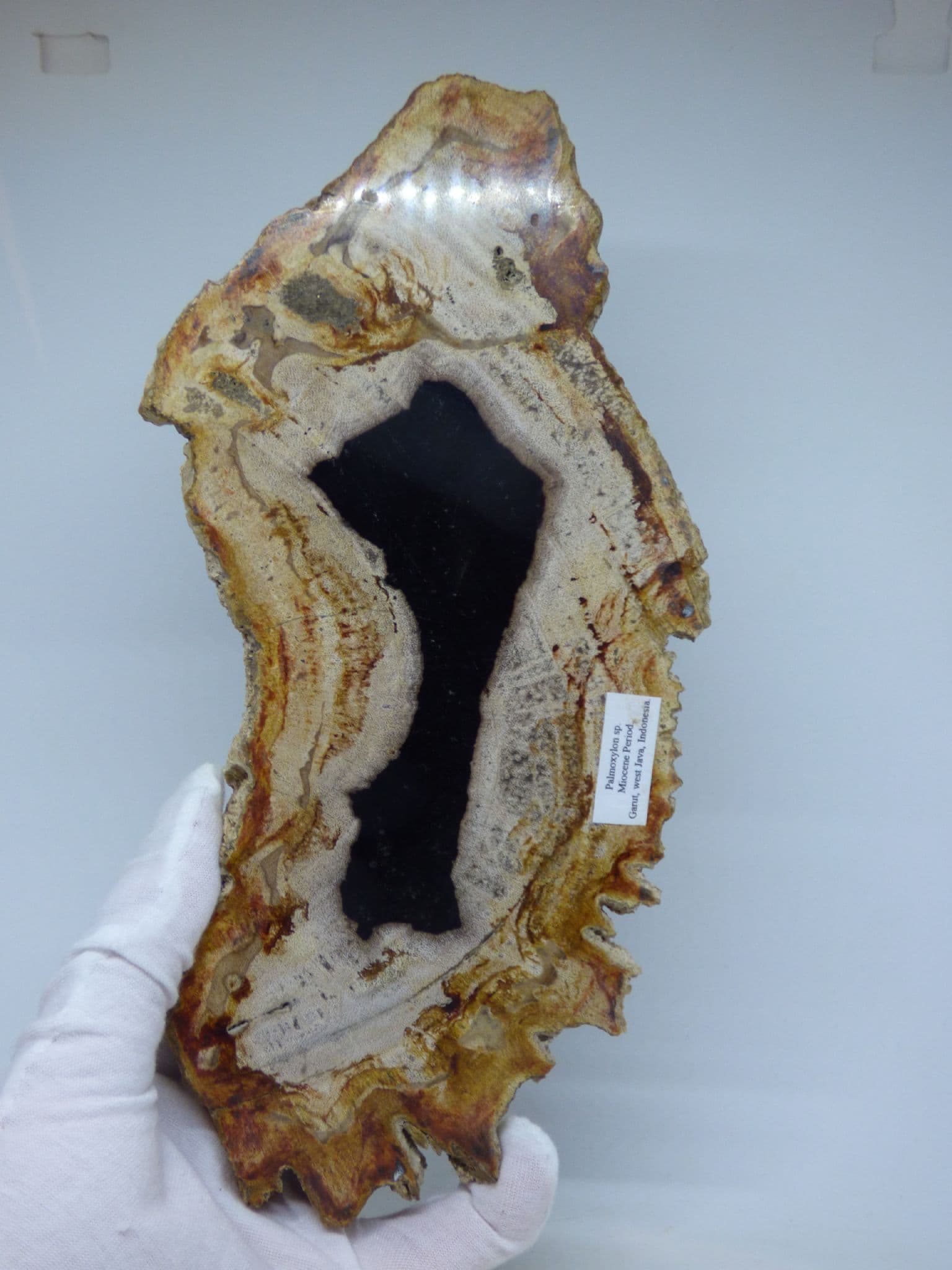 Fossil Wood Palmoxylon Miocene Indonesia + Display Stand