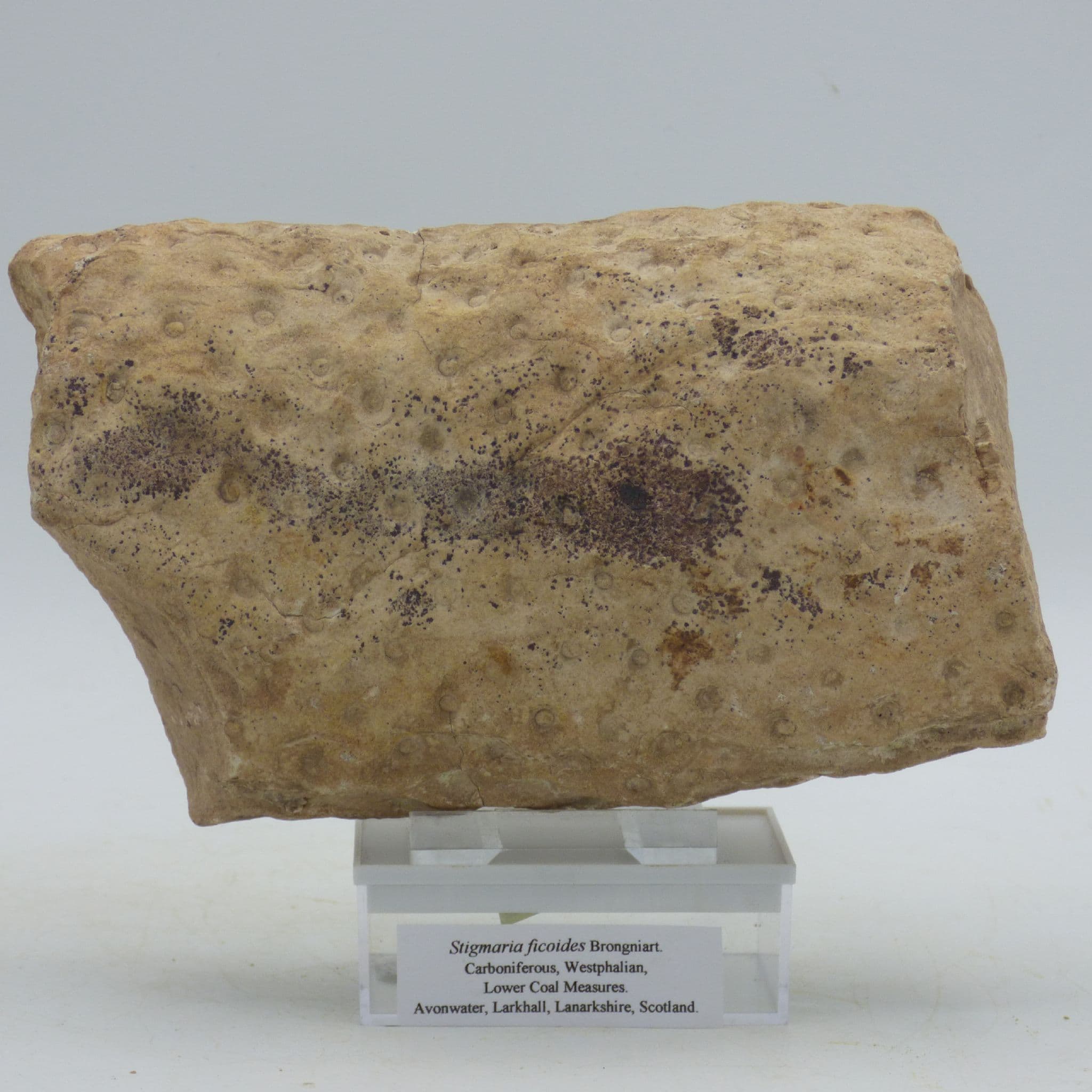 Fossil Wood Stigmaria Ficoides Scotland + Display Stand