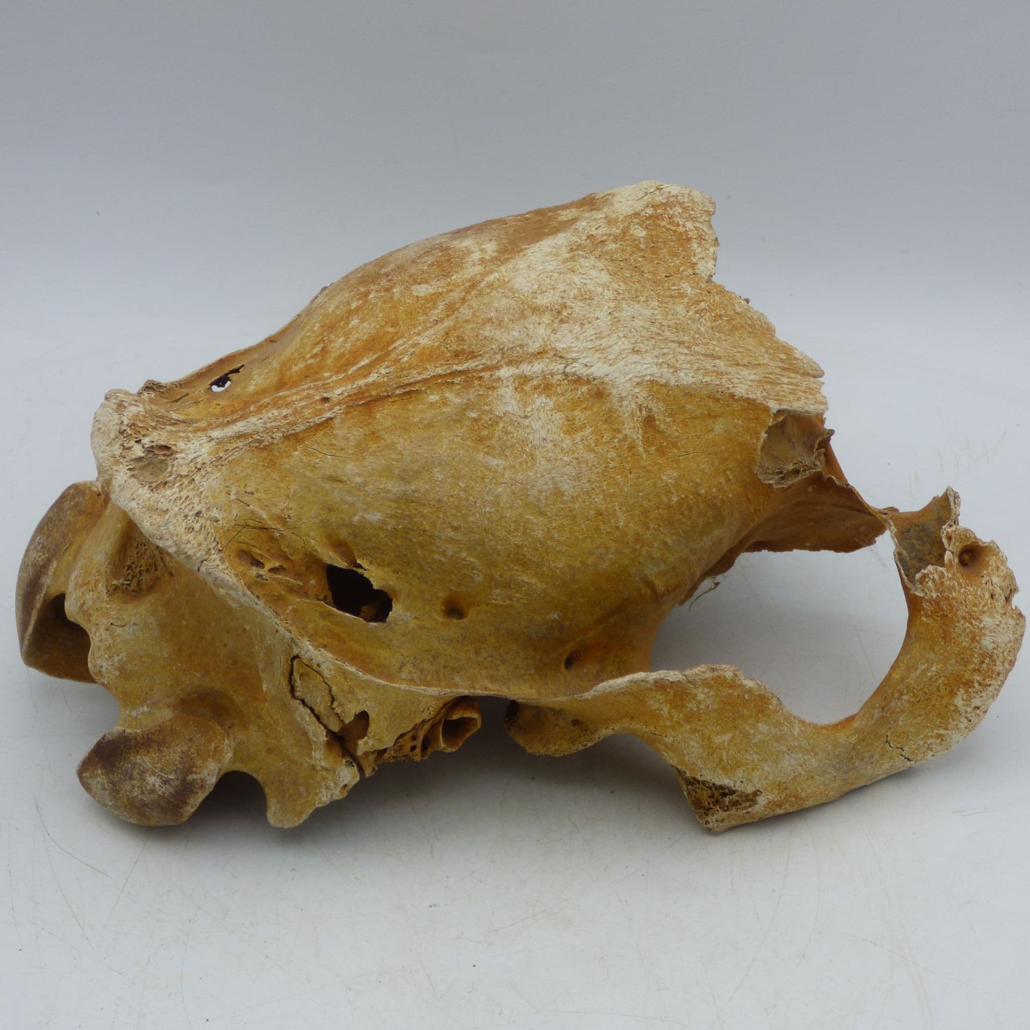 Fossilised Partial Horse Skull Abingdon Oxford UK with display stand