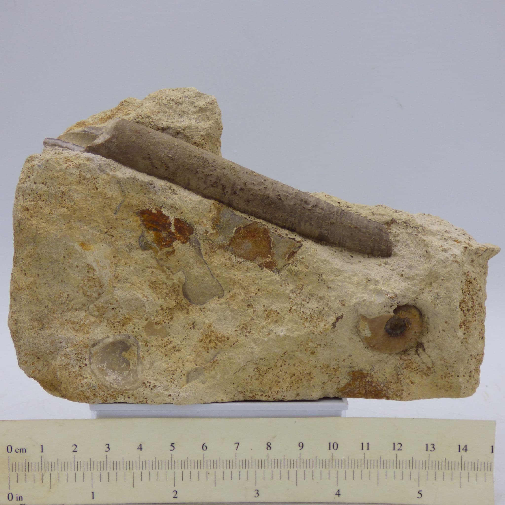 Freestanding Jurassic Bajocian Fossil Belemnite and Ammonite Sonninia Dorset UK