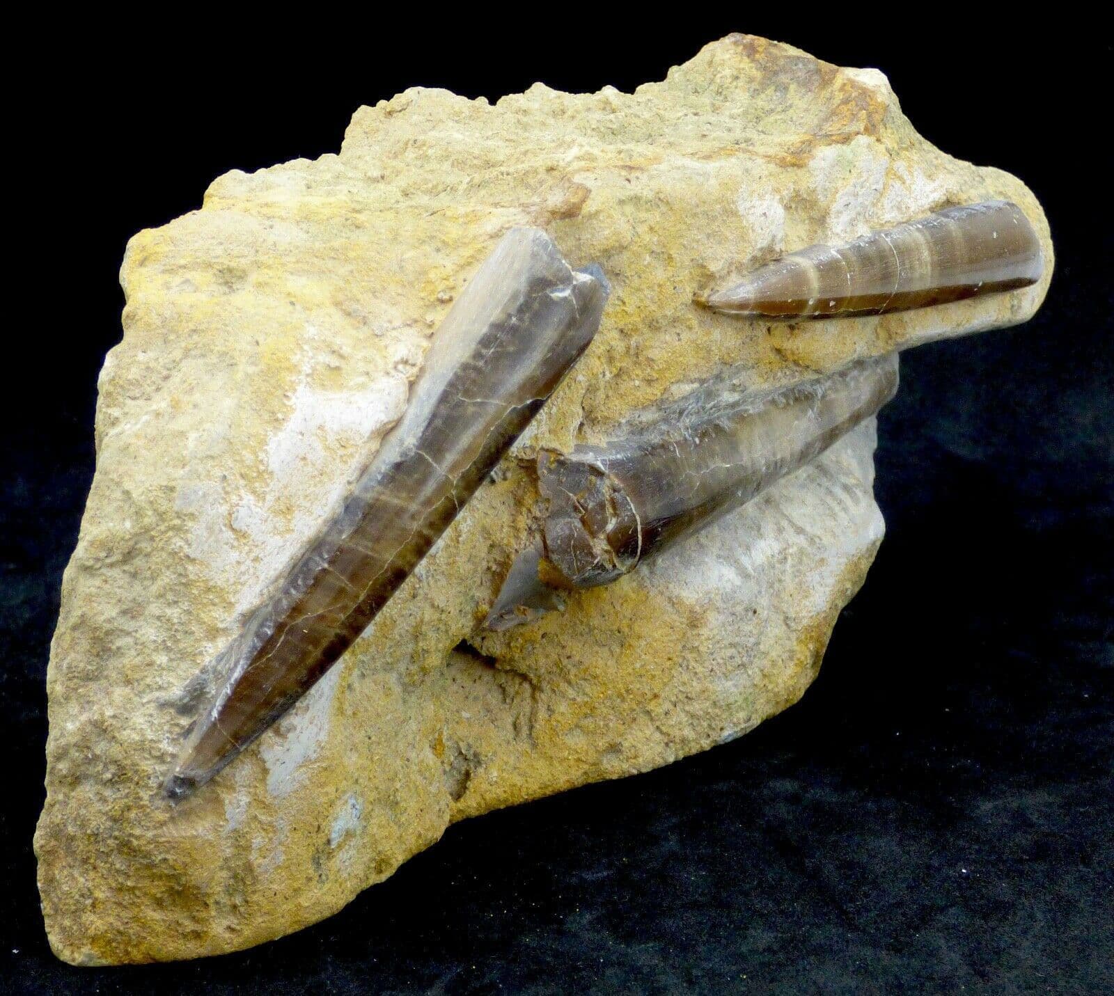 Freestanding Jurassic Three Fossil Belemnite Display Stroud Gloucestershire