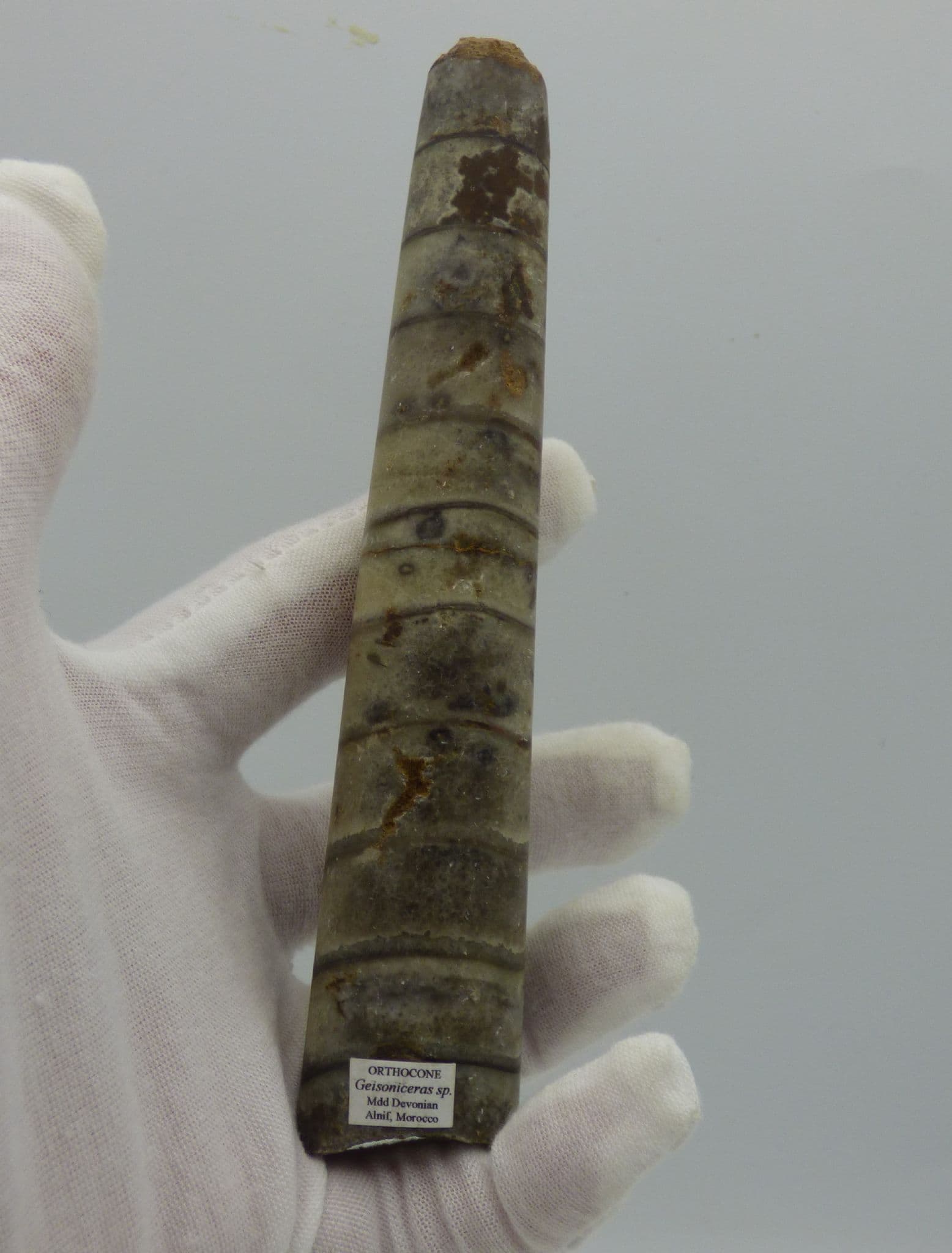 Geisoniceras Orthoceras Fossil with Display Stand