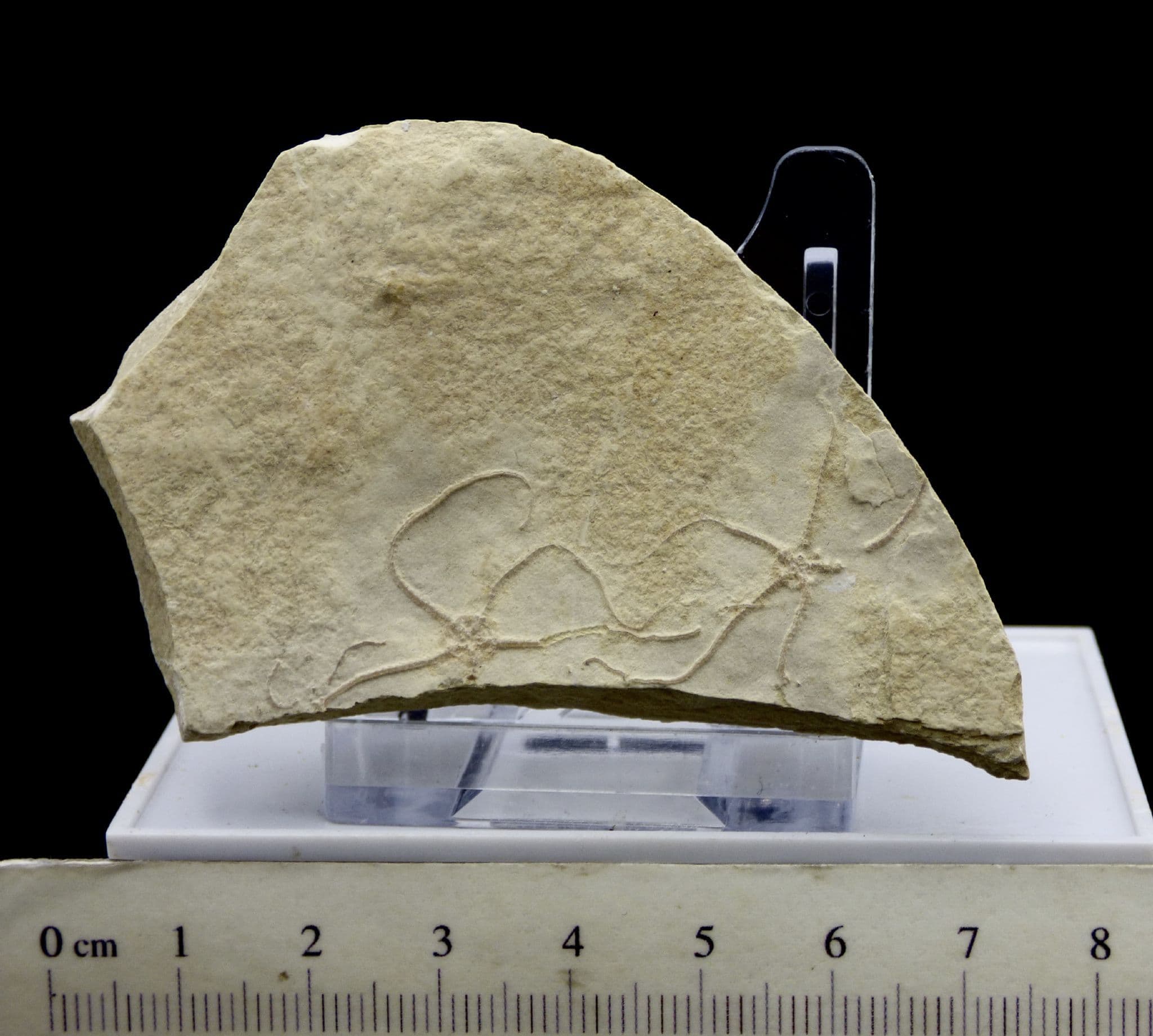 Gift Boxed Baby Fossil Star Fish Pair + Stand from Solnhofen, Bavaria (1)