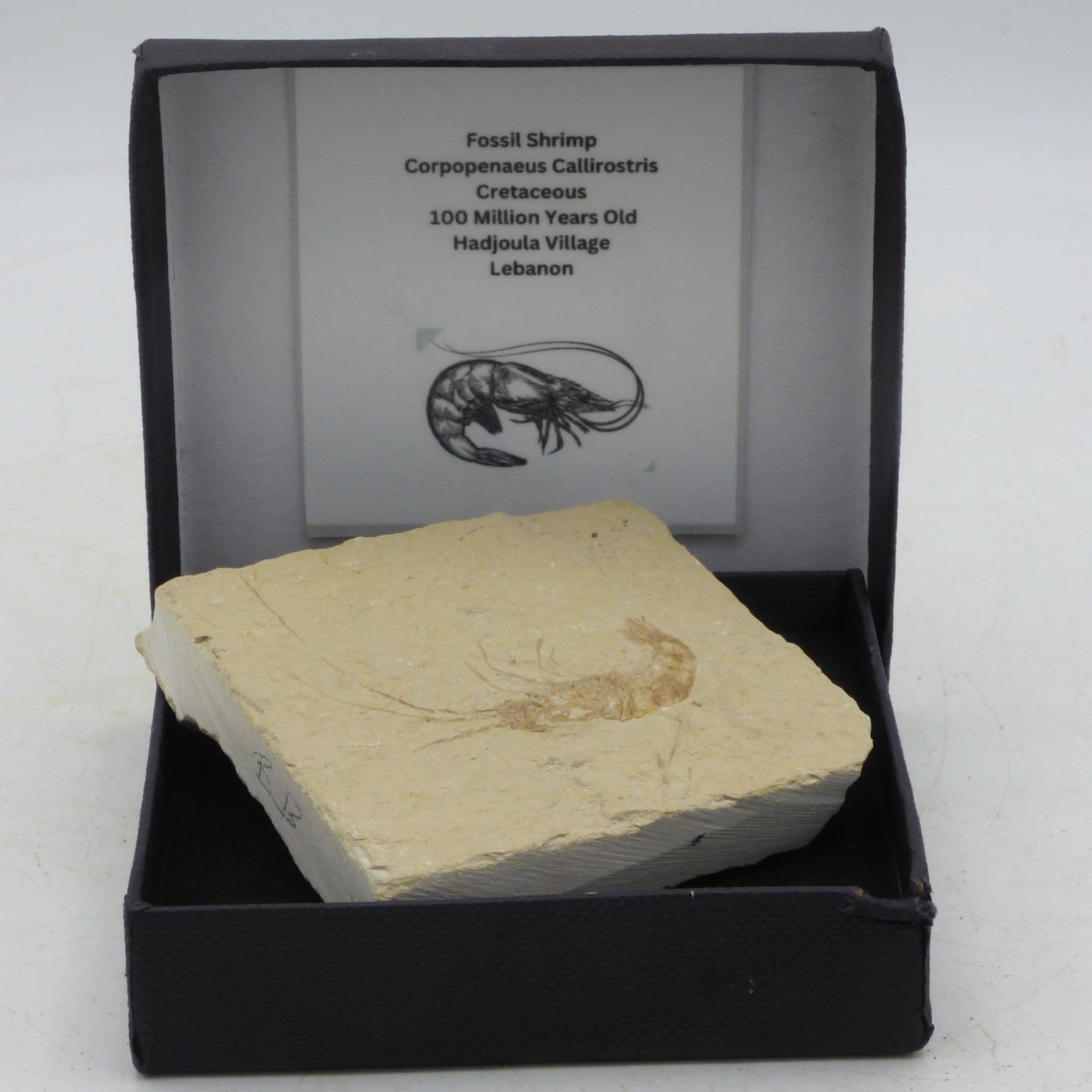 Gift Boxed Fossil Lebanese Shrimp 95 MYO + Stand (2)