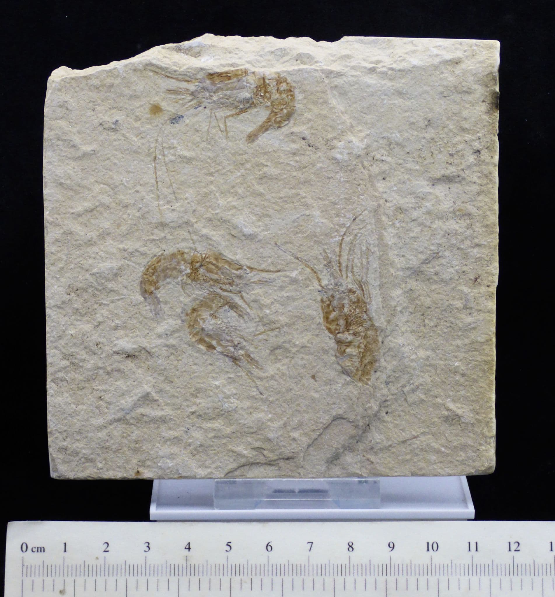 Gift Boxed Fossil Lebanese Shrimp Group 95 MYO + Stand