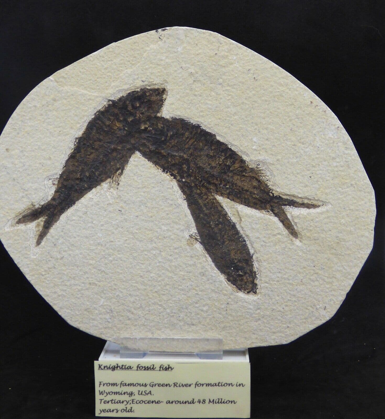 Group Fossil Knightia Fish 21 x 17 cm Eocene 48 MYO+Display Stand