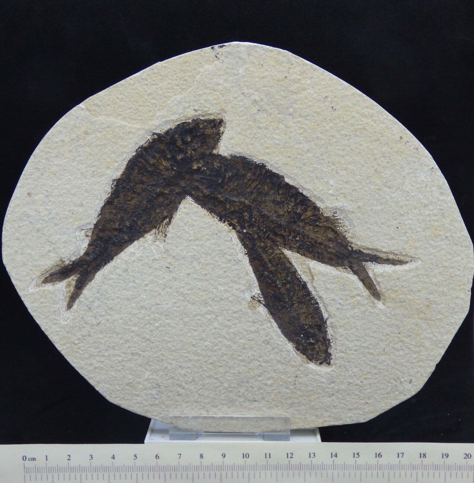 Group Fossil Knightia Fish 21 x 17 cm  Eocene 48 MYO+Display Stand
