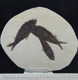 Group Fossil Knightia Fish 21 x 17 cm  Eocene 48 MYO+Display Stand