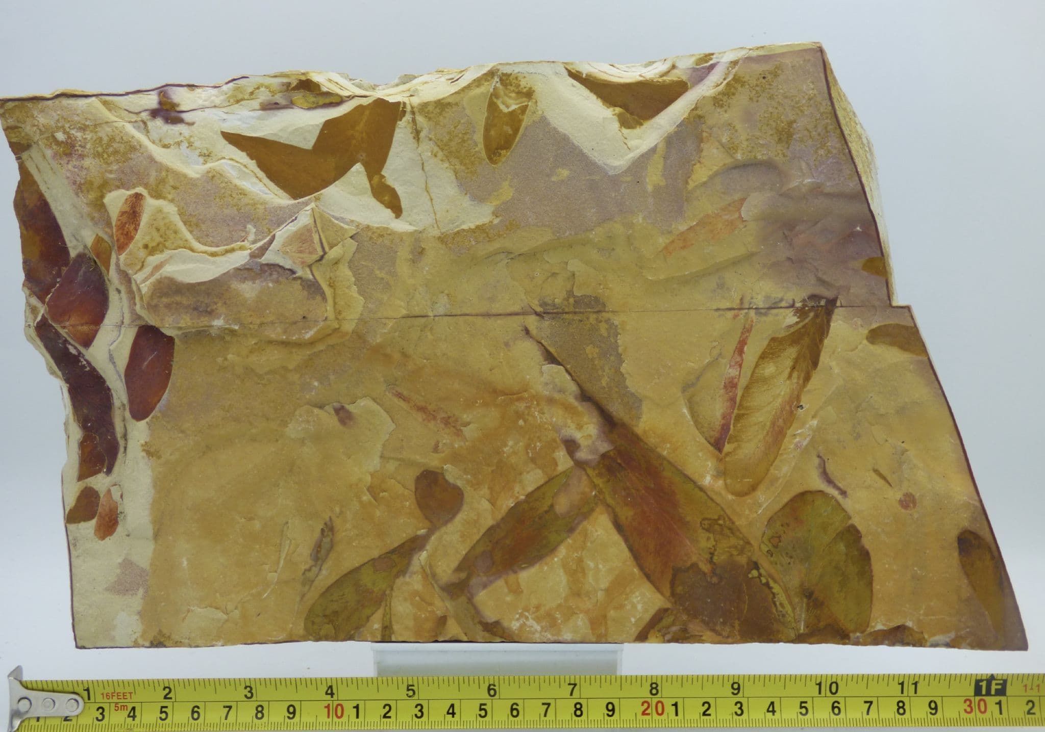 Huge Fossil Leaf Display Glossopteris Permian 290 MYO 3.2 kg 26 x 21 cm