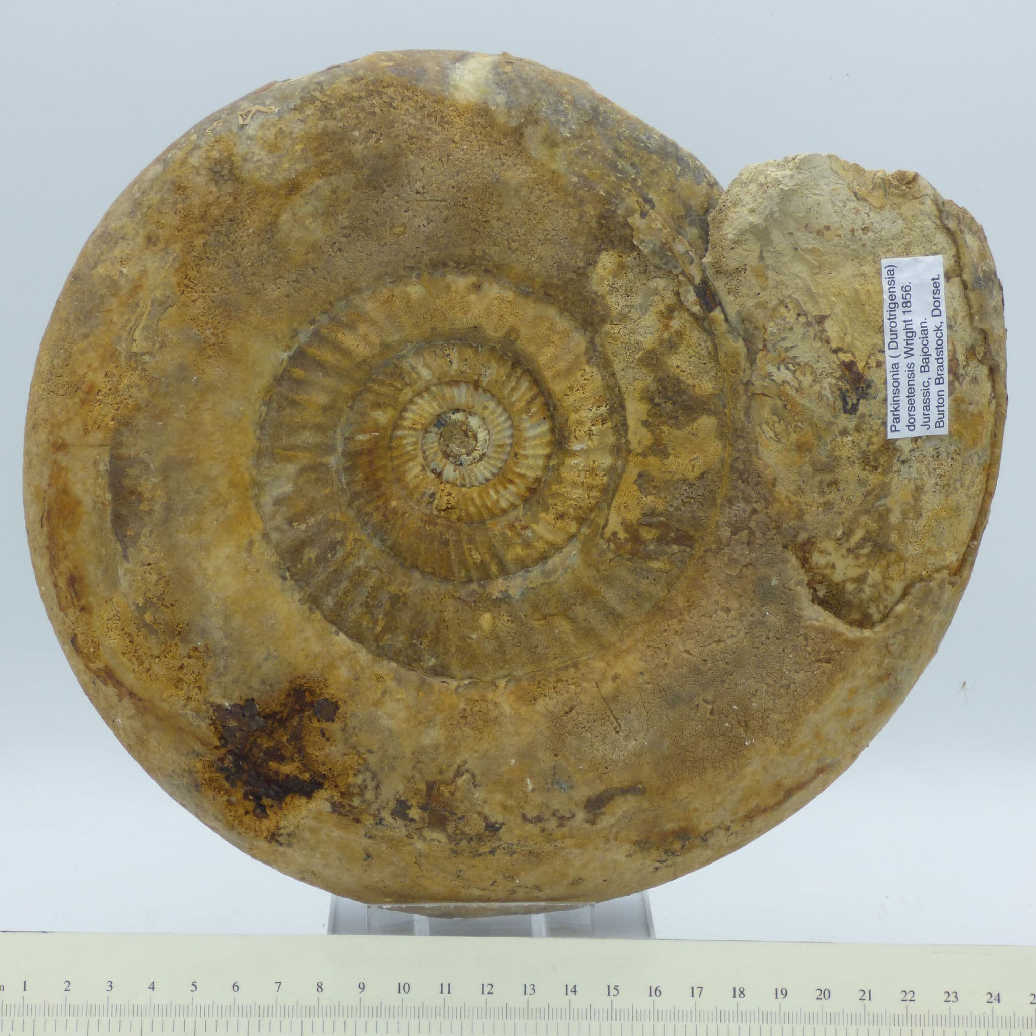 Huge Jurassic Fossil Ammonite Parkinsonia 2.3 kg 23 cm Burton Bradstock, UK