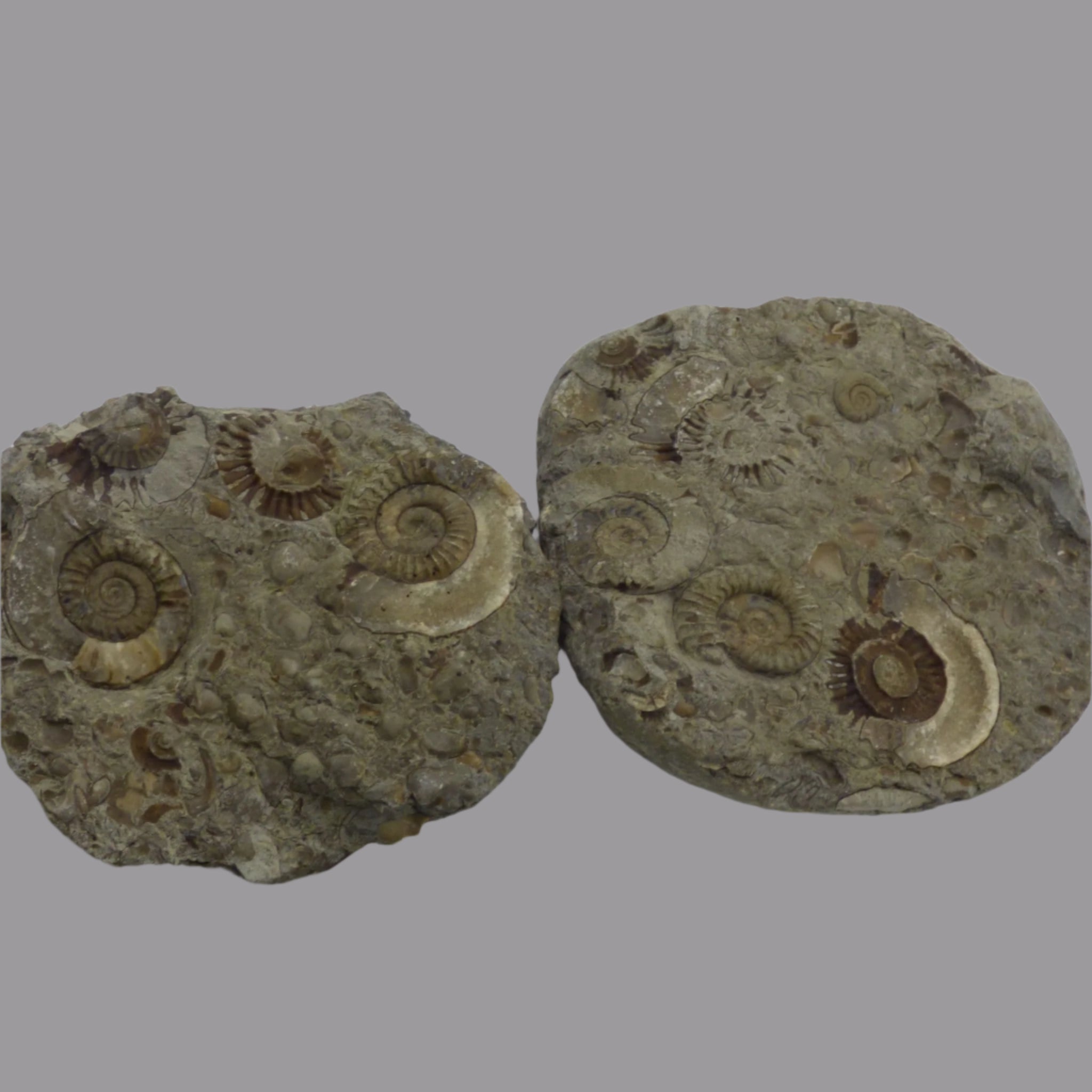 Jurassic Fossil Ammonite Arnioceras Yorkshire + Display Stand