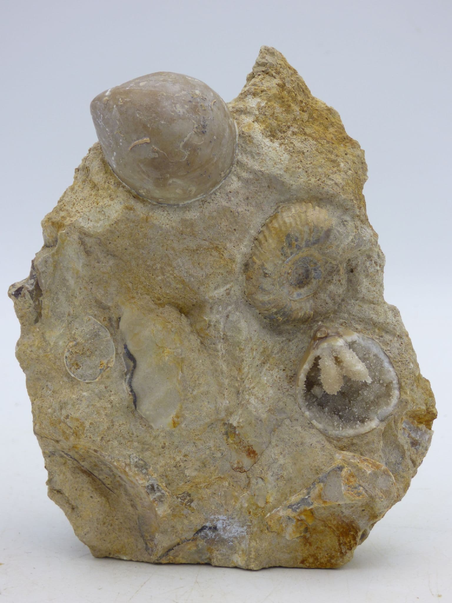 Jurassic Fossil Group Terebtatula Sphaeroides and Cadomites