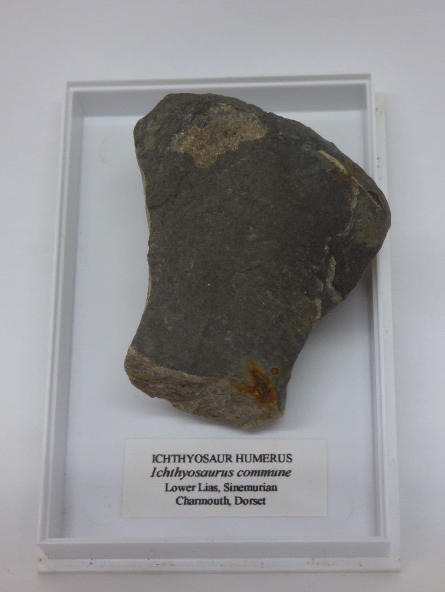 Jurassic Fossil Ichthyosaur Humerus Fragment