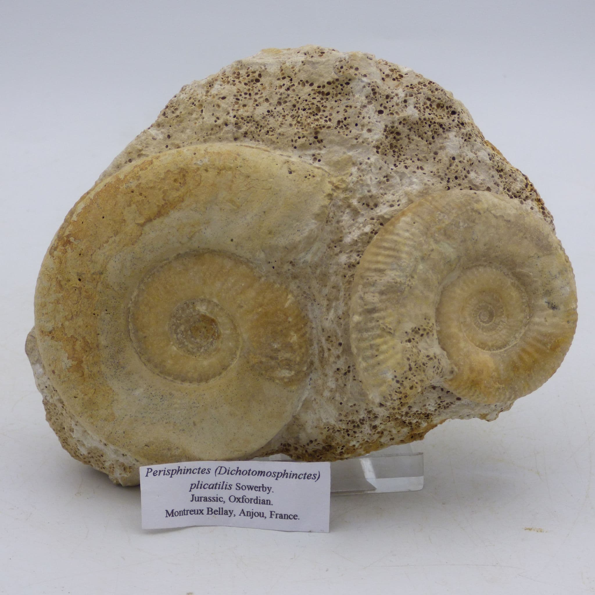 Jurassic Fossil Perisphinctes ( Dichotomosphinctes) Ammonite Pair Anjou France
