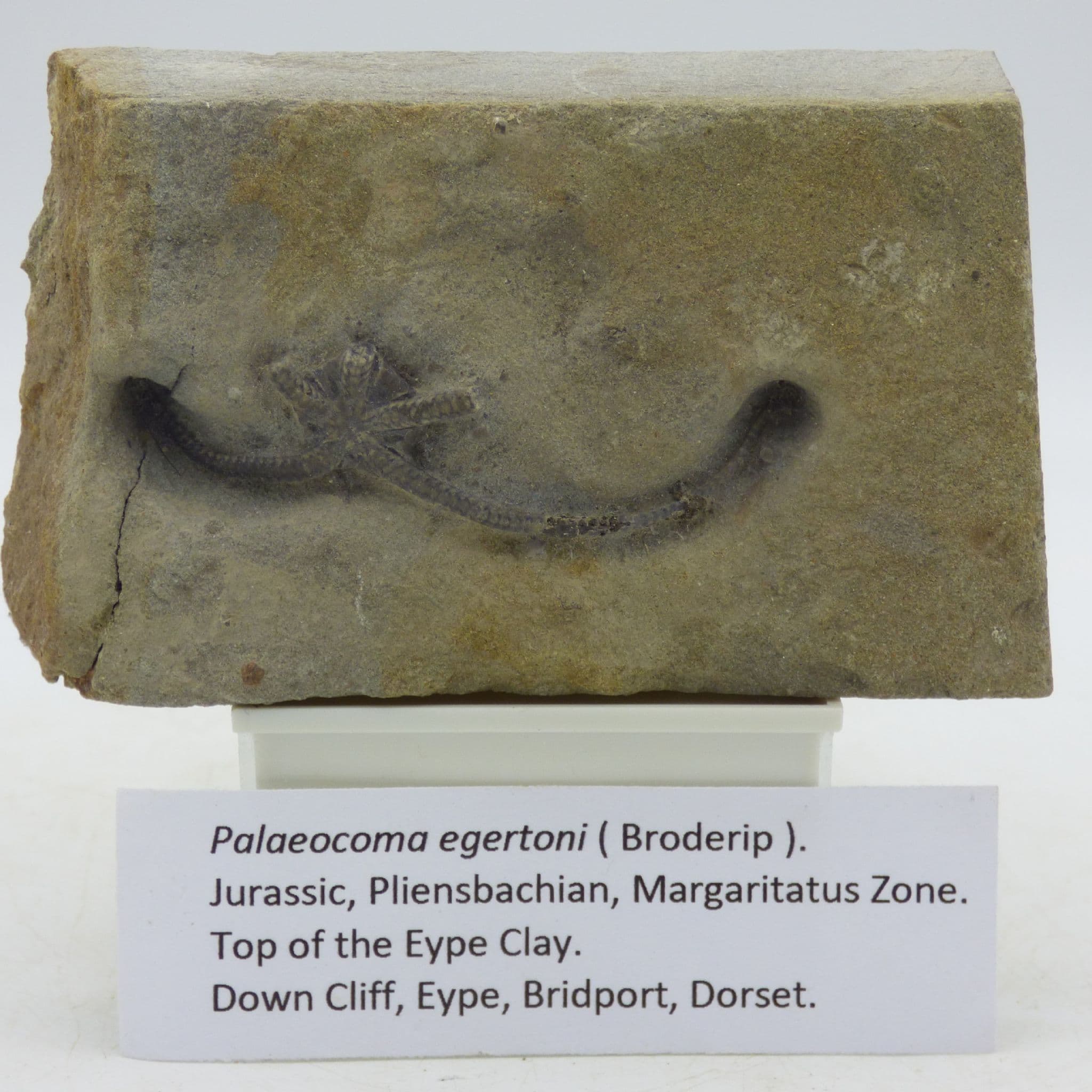 Jurassic Fossil Star Fish Palaecoma Egertoni Eye Dorset UK with Display Stand