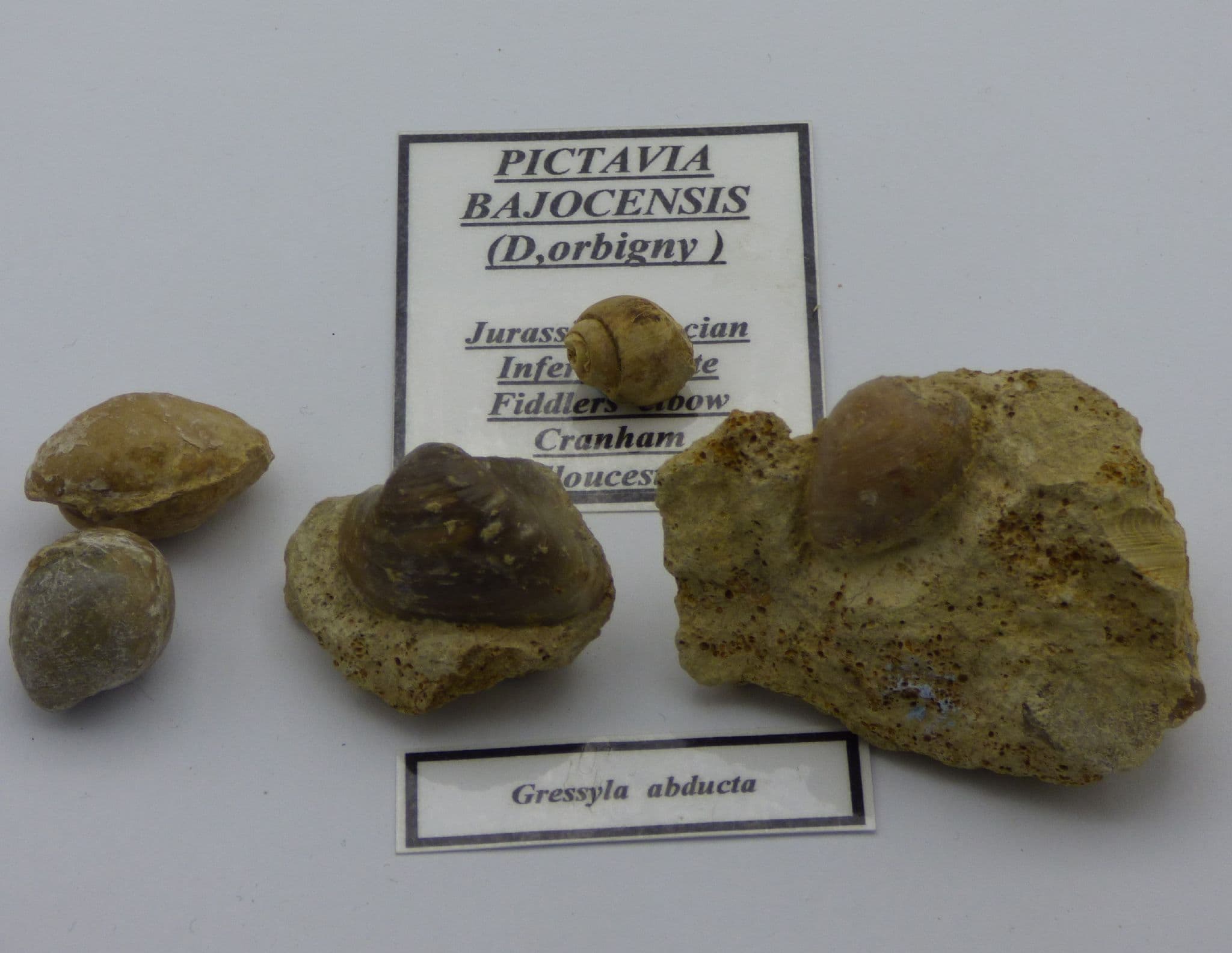 Jurassic Group of Bivalves and Small Gastropod Gloucestershire UK
