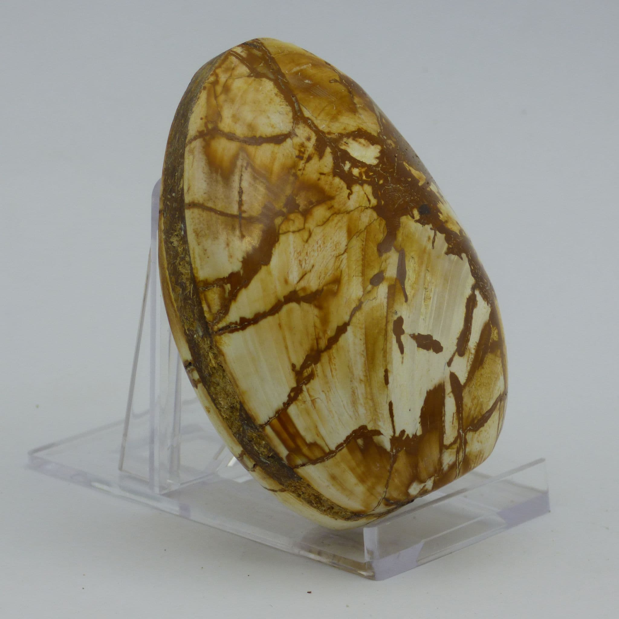 Jurassic Prehistoric Fossil Clam Bivalve Palm Stone Madagascar Display Stand