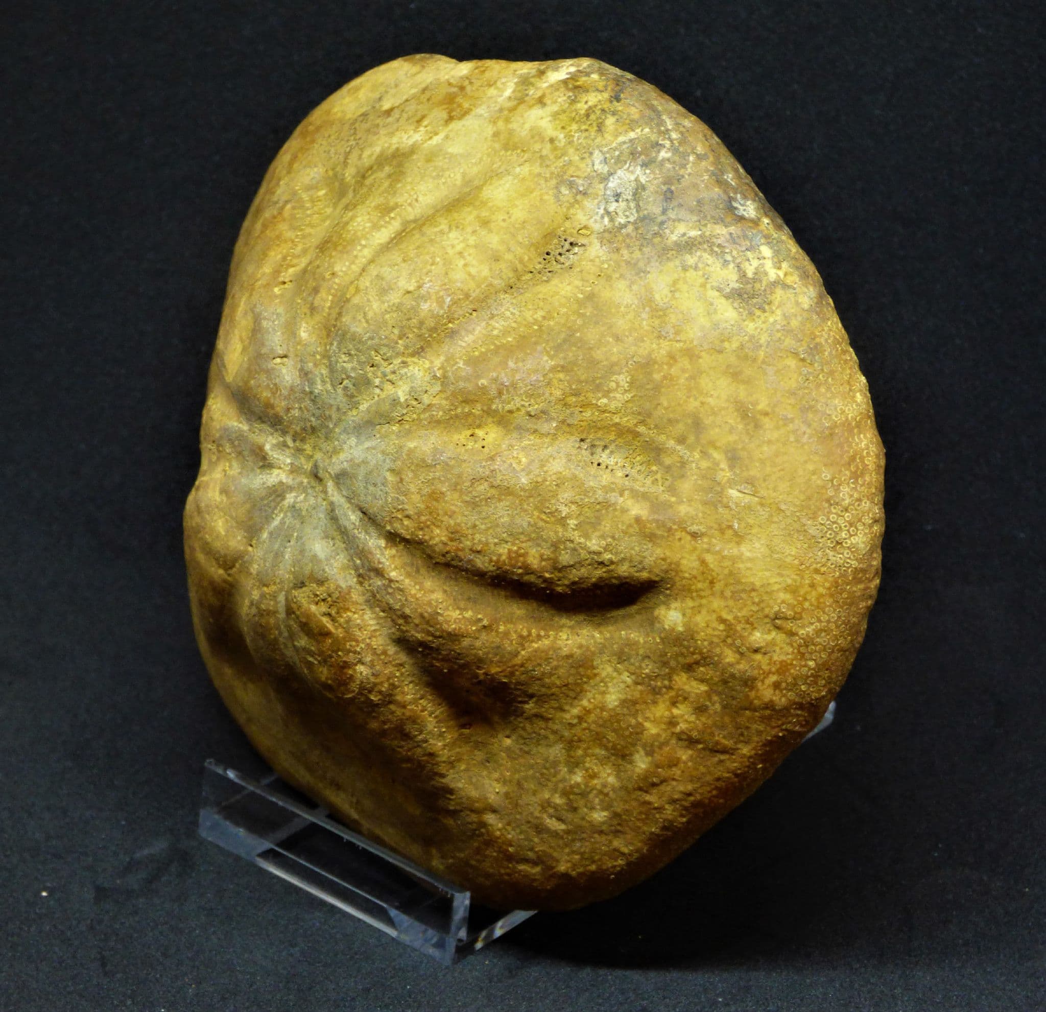 Large High Domed Clypeaster Fossil from Southern Italy +Acrylic Stand