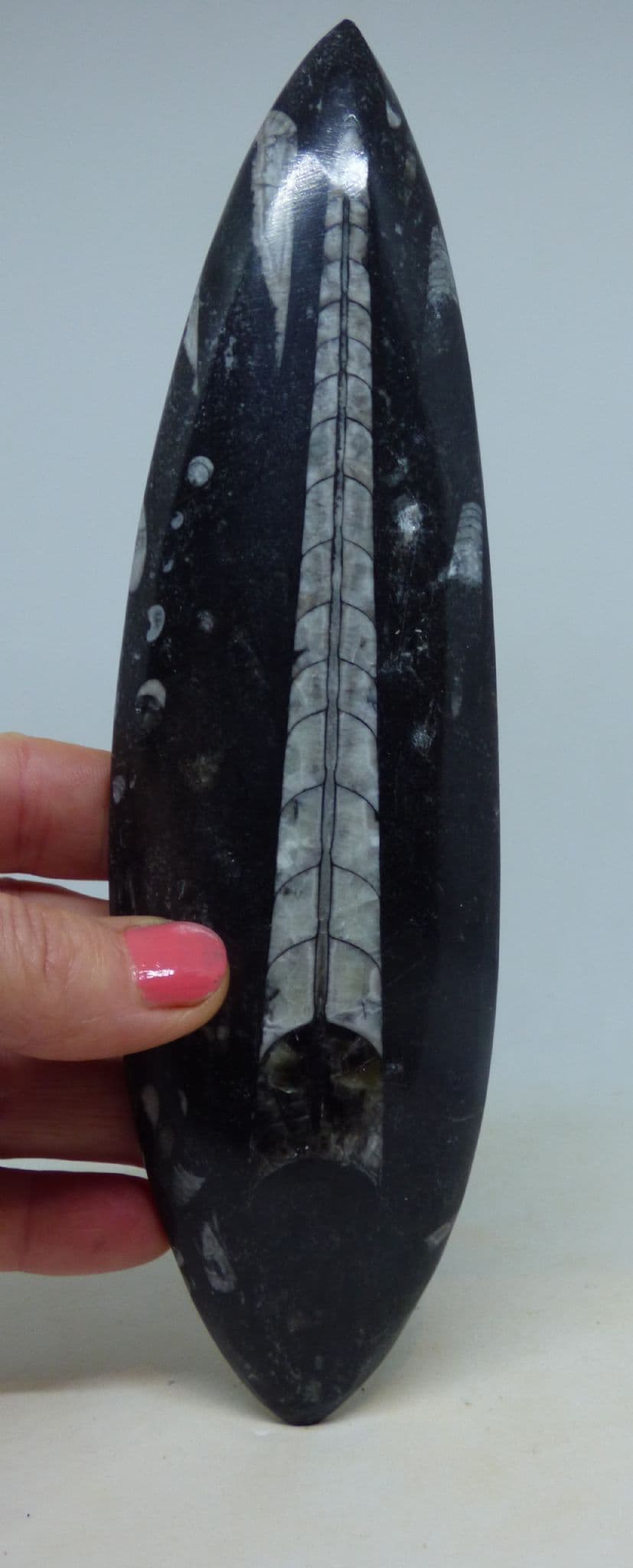 Large Orthoceras Fossil with Display Stand and Information Sheet