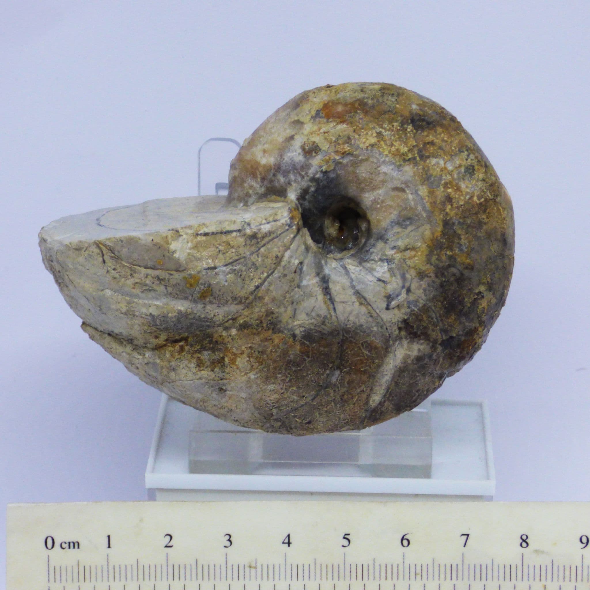Nautilus Fossil 5.1 x 3.7 cm 120 MYO Cretaceous Madagascar + Display Stand