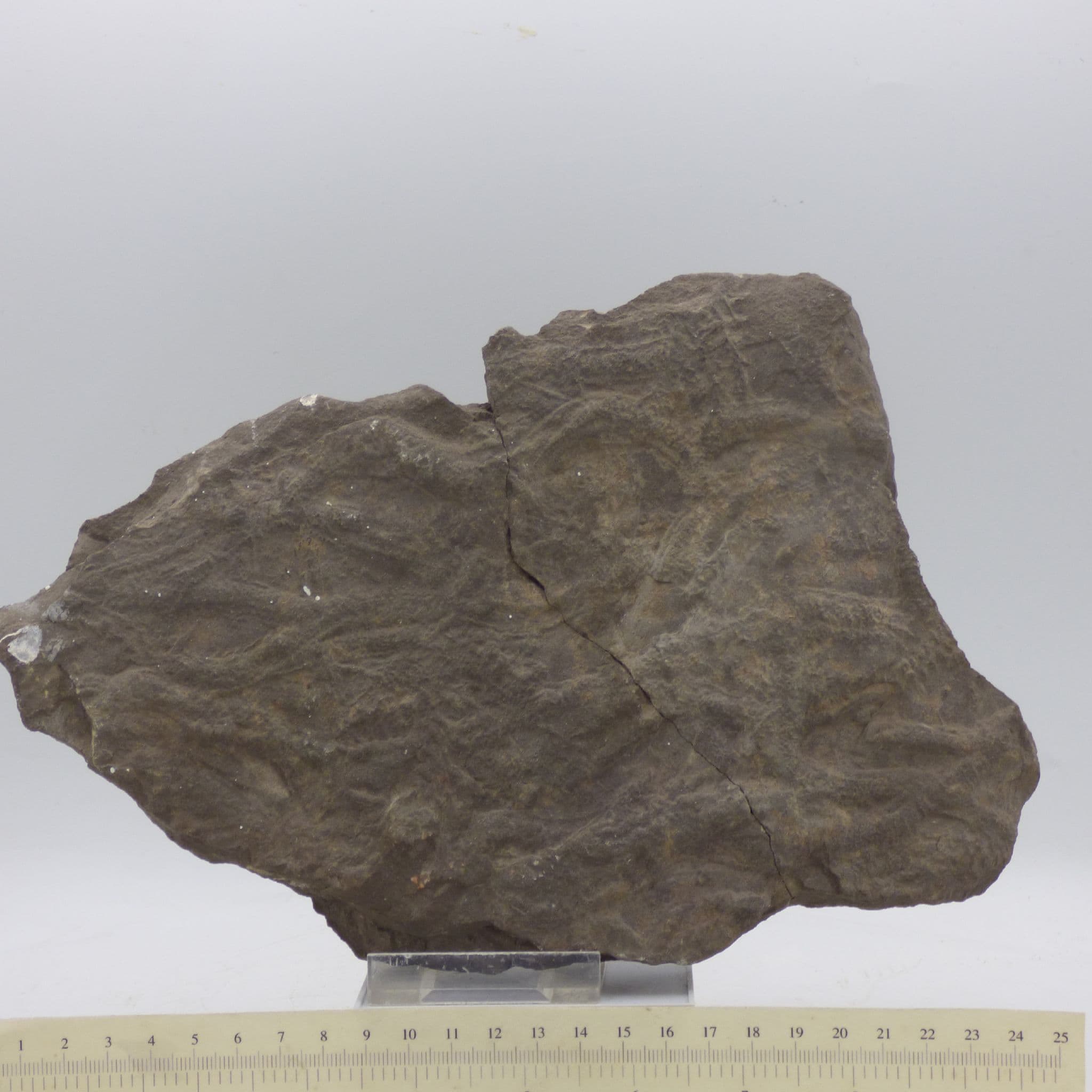 Numerous Fossil Trilobite Tracks ( Cruziana) with Steel Hand