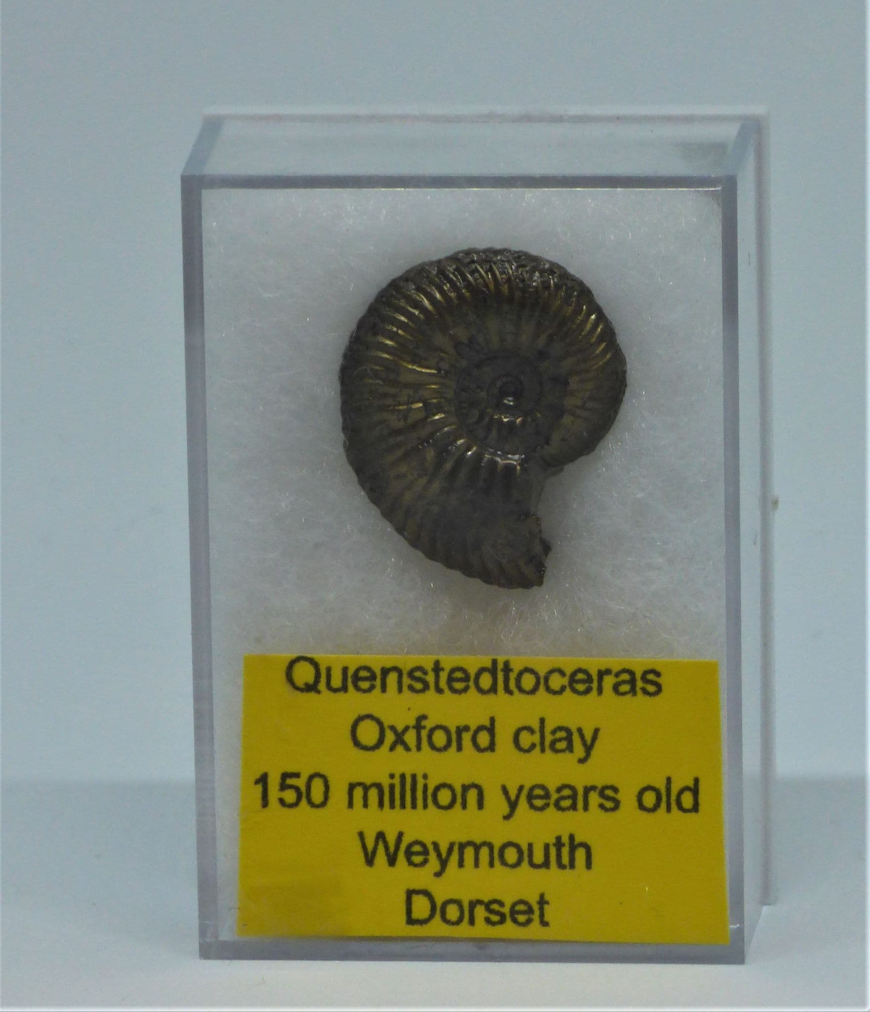 One Jurassic Coast Pyritized Ammonite Quenstedtoceras Fossil in Collectors Box