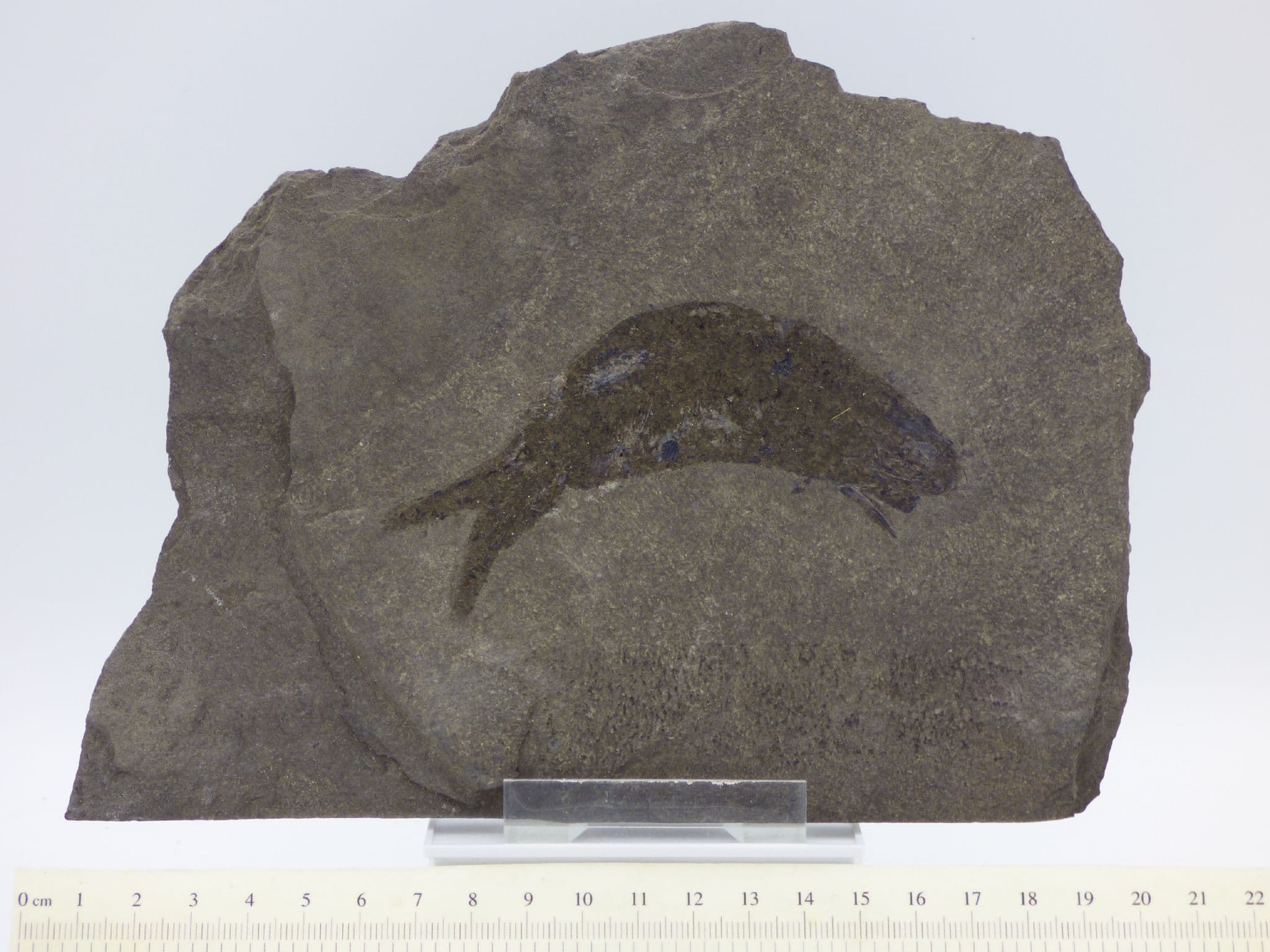 Permian Fossil Fish Palaeoniscus with Display Stand