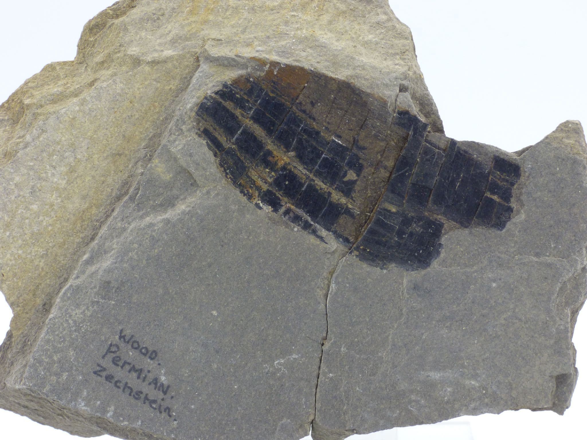 Petrified Durham Fossil Wood Remains from Permian