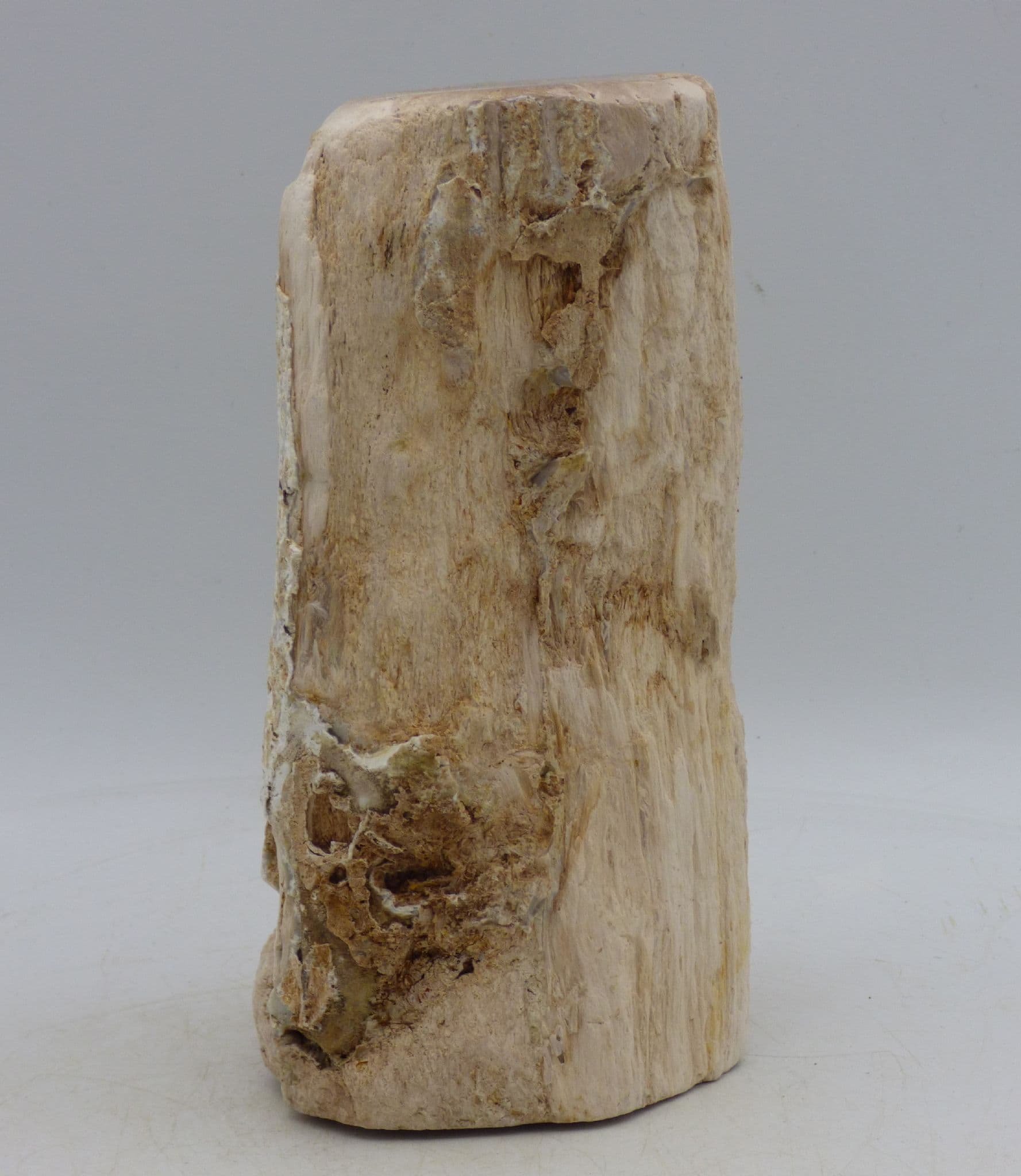 Petrified Fossil Wood Freestanding Indonesia Sp Dipterocarpus Magnolia Family