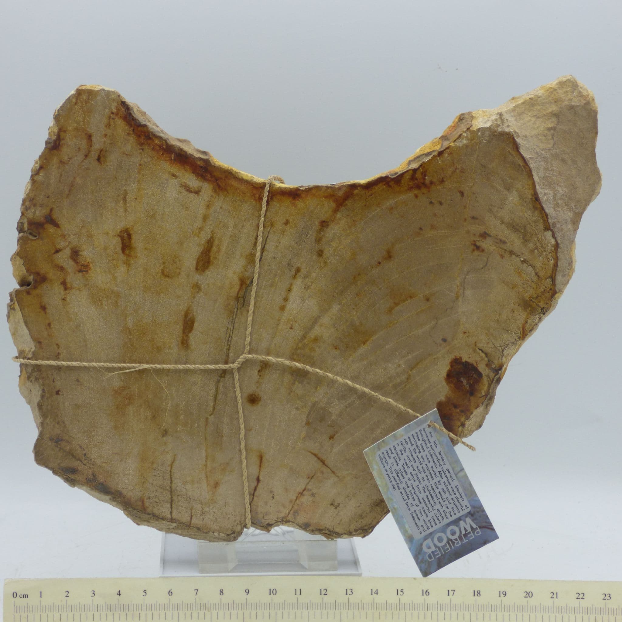Petrified Fossil Wood Slice from Indonesia Sp Dipterocarpus Magnolia Family 1.1 kg