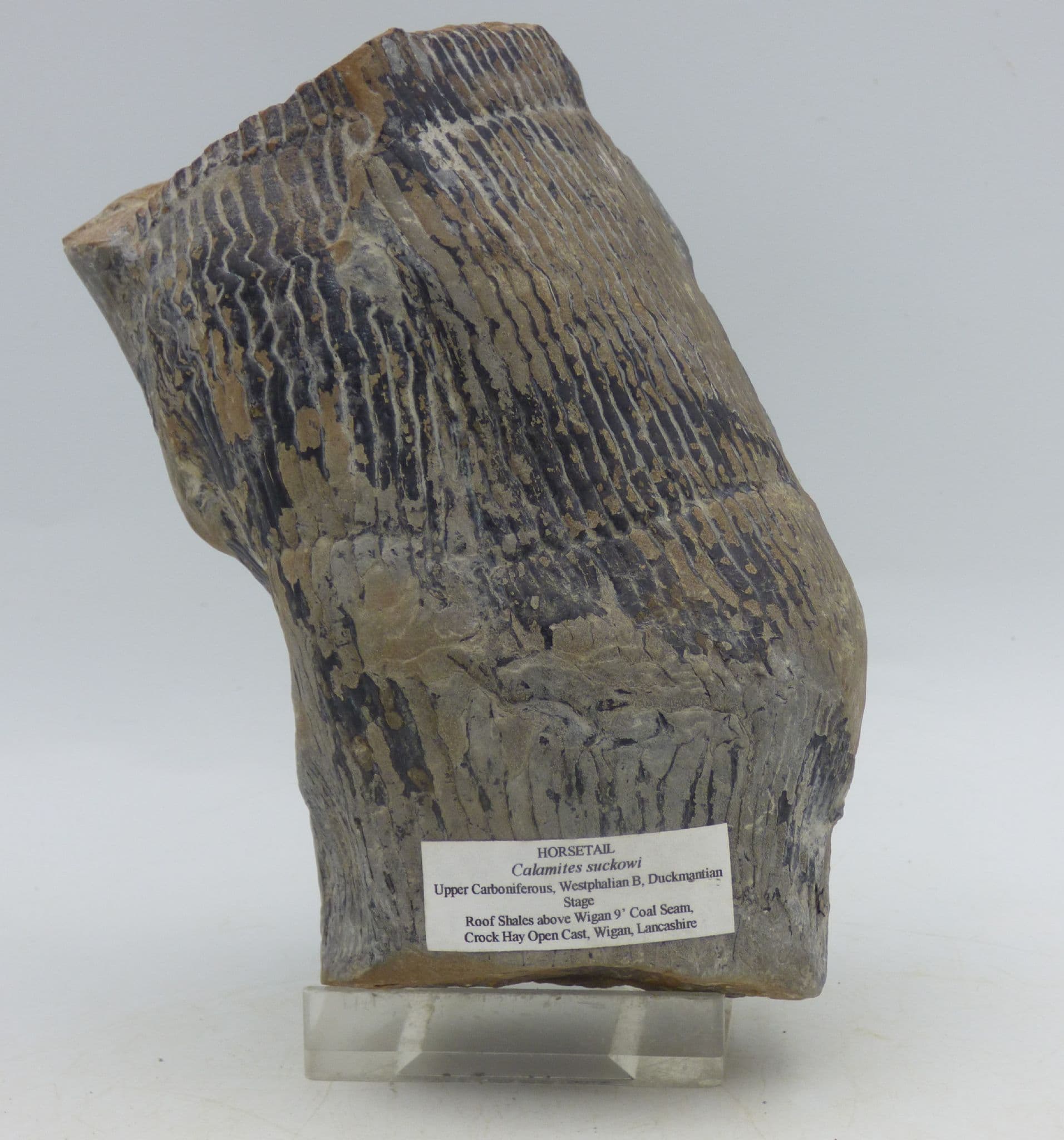 Petrified Horsetail Calamites Suckowi Wood Lancashire UK with Display Stand