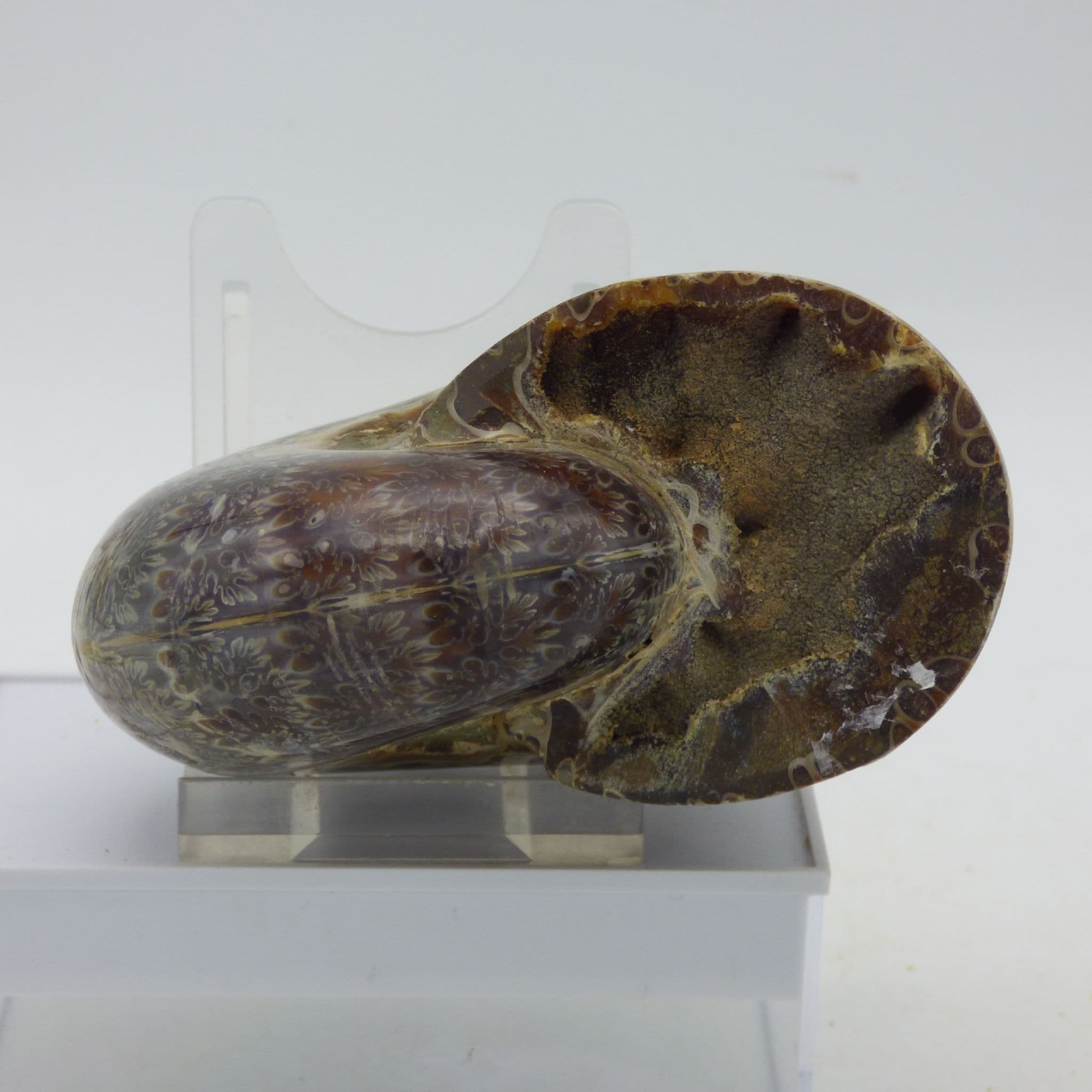 Phylloceras Ammonite Fossil from Madagascar with Display Stand