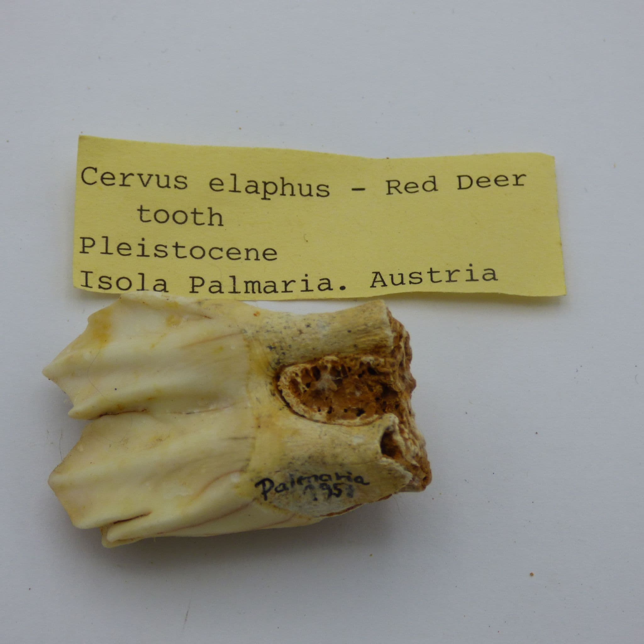 Pleistocene Fossilised Red Deer Tooth Cervphus Elaphus Austria