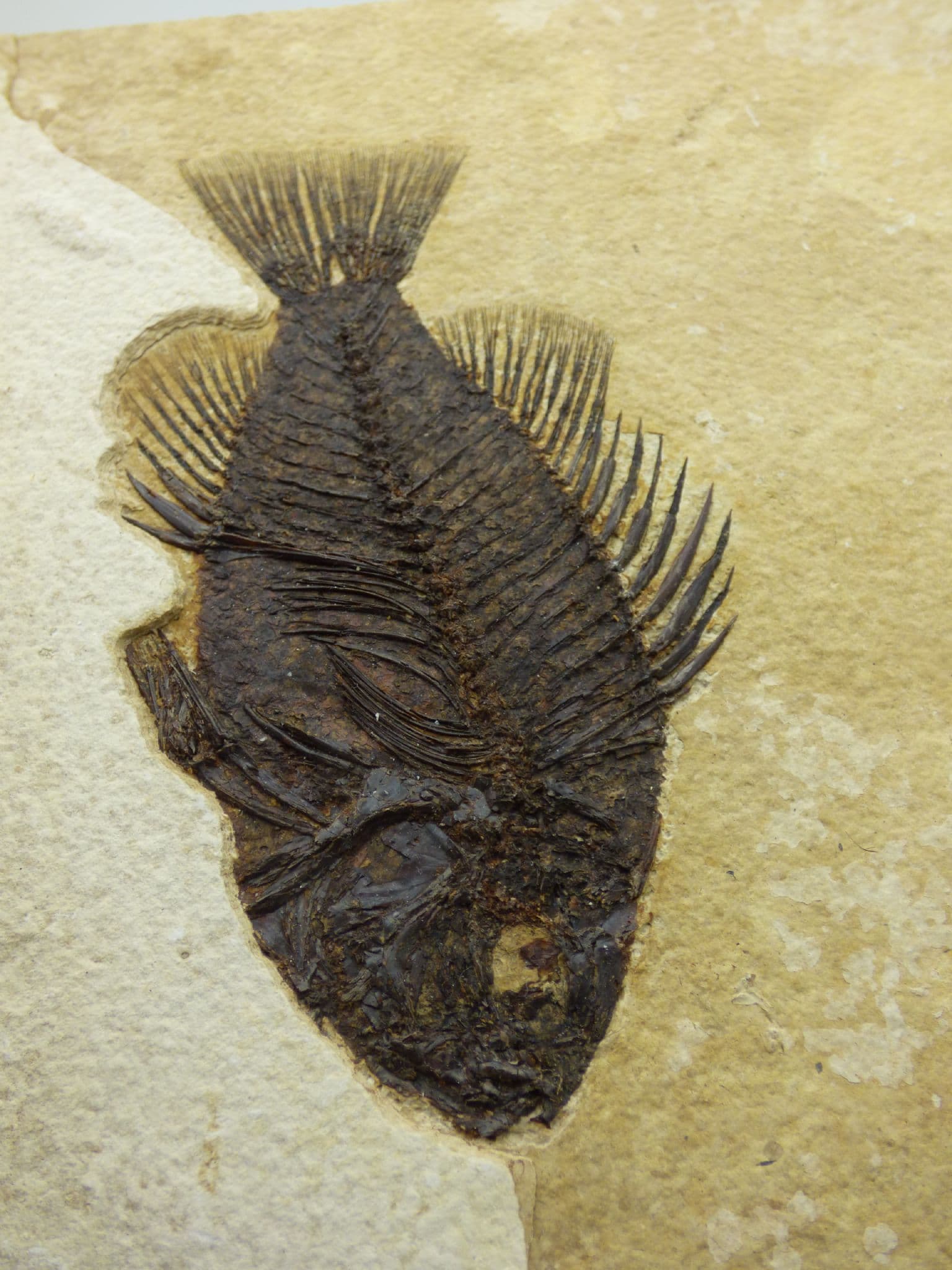 Priscacara Superb Detail Green River Formation Fossil + Stand