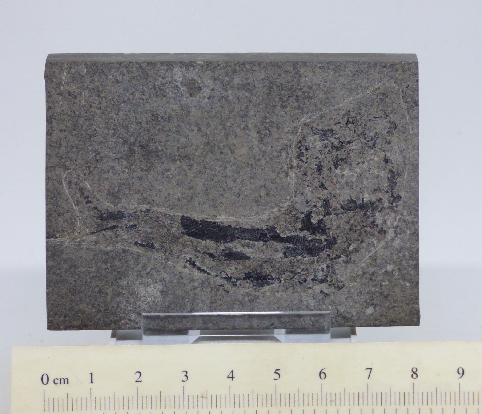 Rare Fossil Fish Palaeoniscus Permain from Durham + Stand