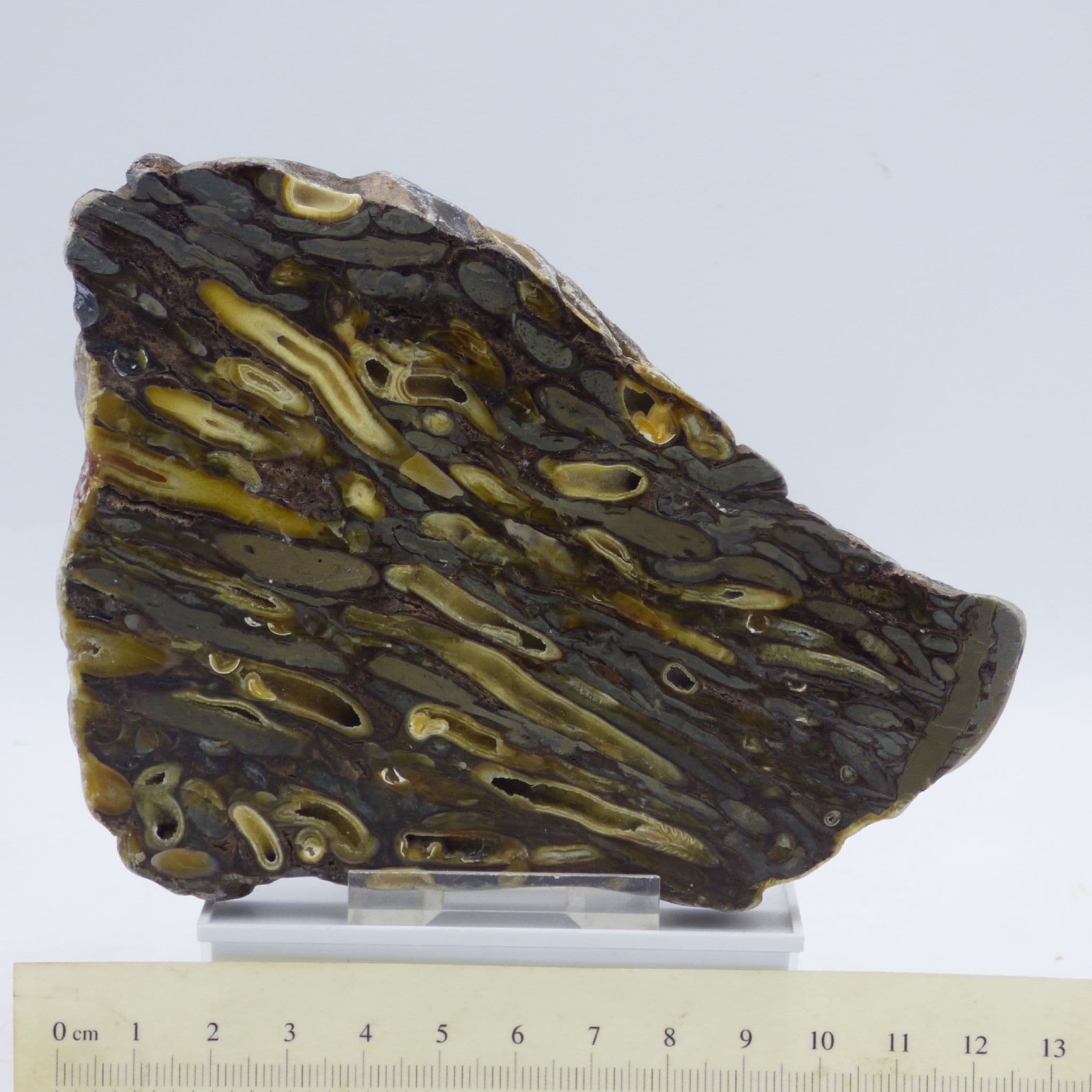 Shipworm Petrified Polished Fossil Wood with Booring Teredino Personata + Stand