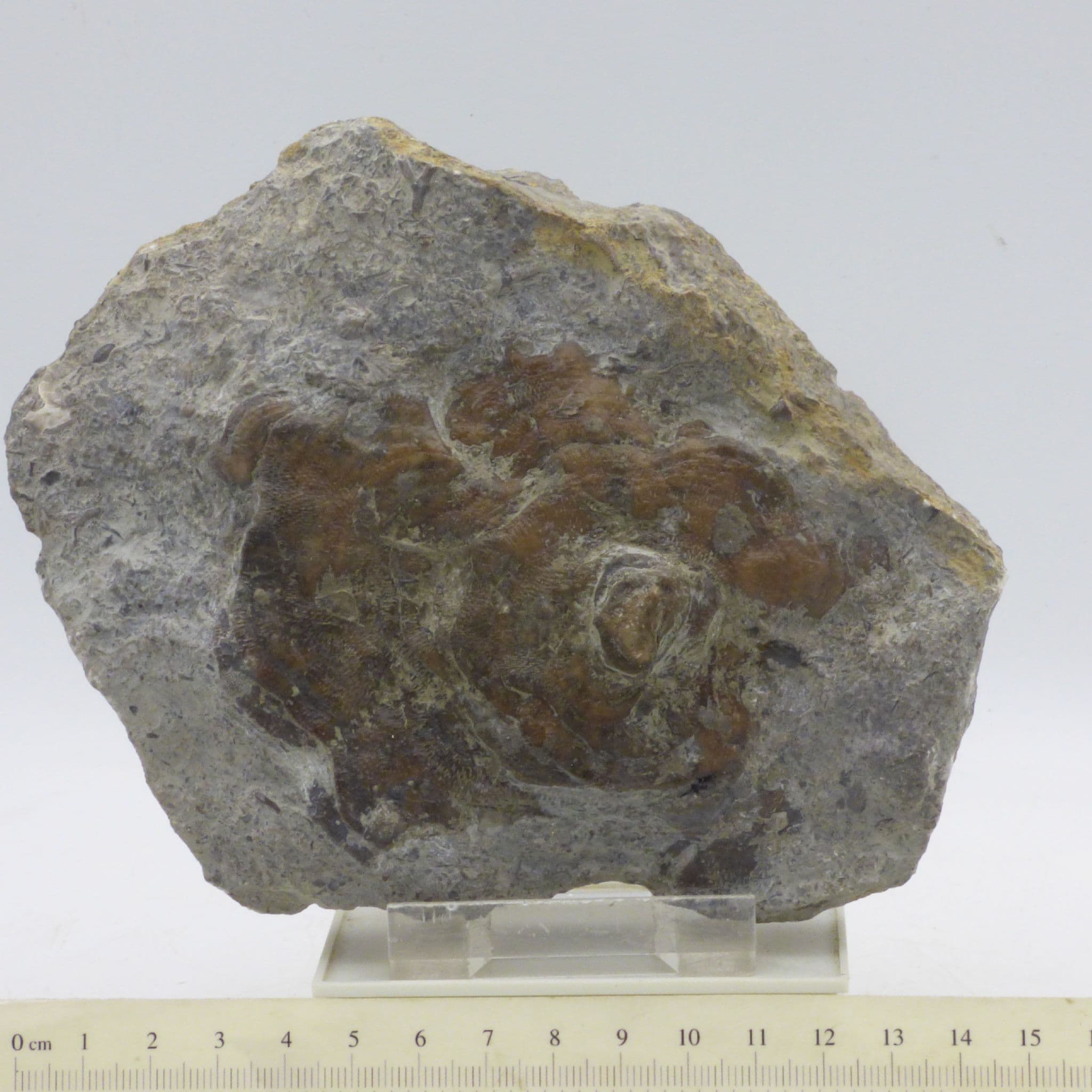 Silurian Fossil Coral Favosites Wenlockian W Midlands UK