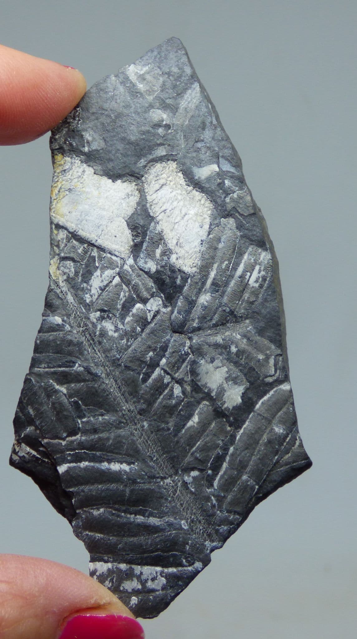 Small Finely Detailed Fossil Fern Remains with display stand
