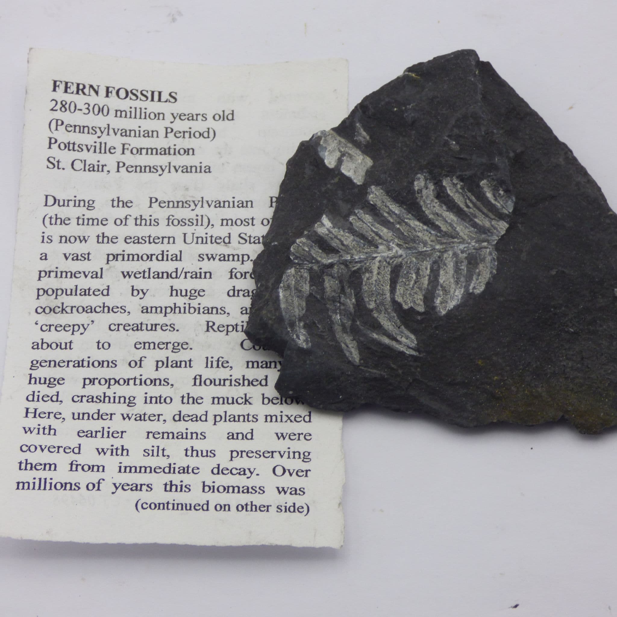 Small Finely Detailed Fossil Fern St Clare Pennsylvania, USA with display stand