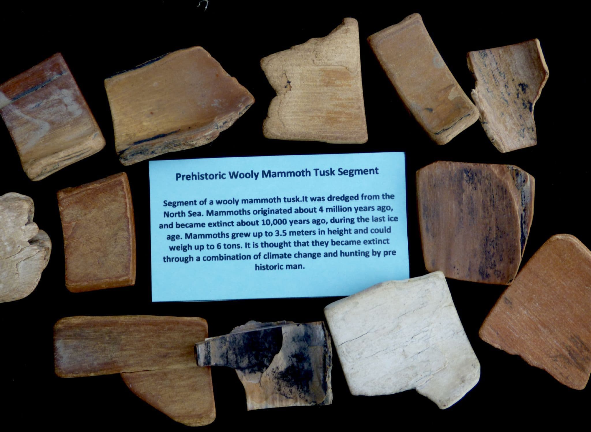 Small Section of Ice Age Woolly Mammoth Tusk Fossil