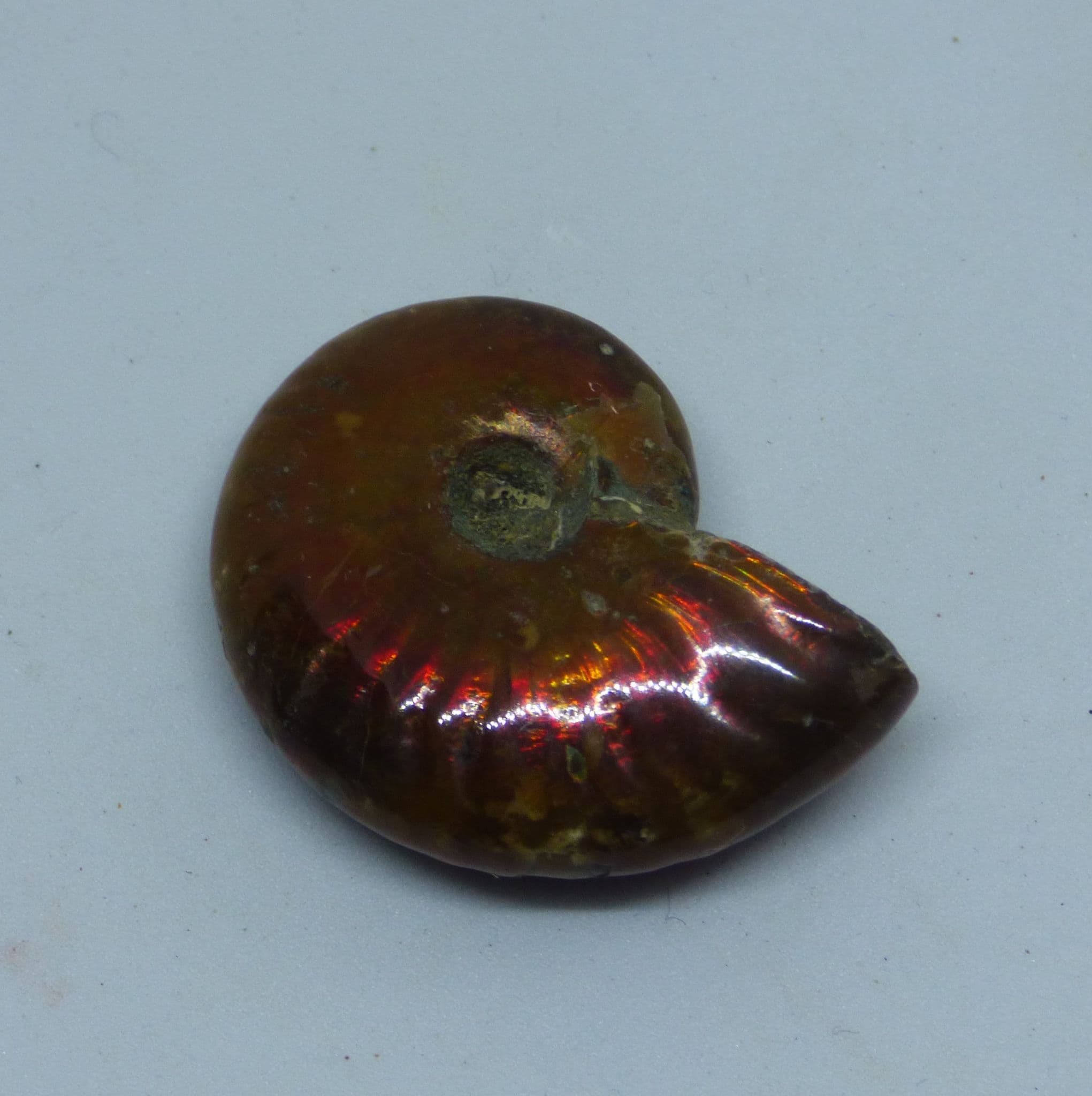 Small Whole Polished Cleoniceras Ammonite Fire Red Iridescent Fossil 2.8 cm