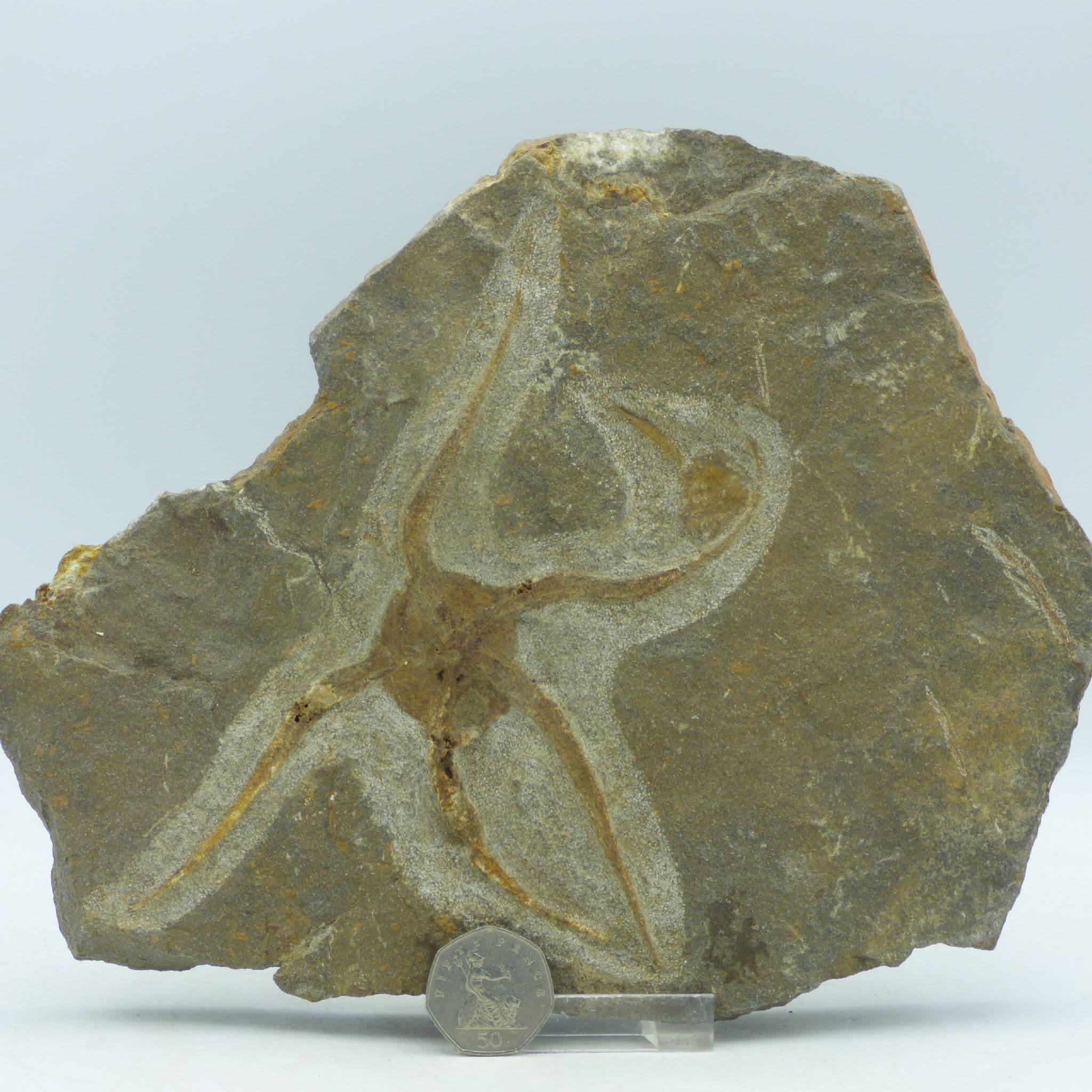 Starfish Fossil ( Brittle) Ophioroideia 24 x 19 cm cm Ordovician 470 to 458 MYO + Stand