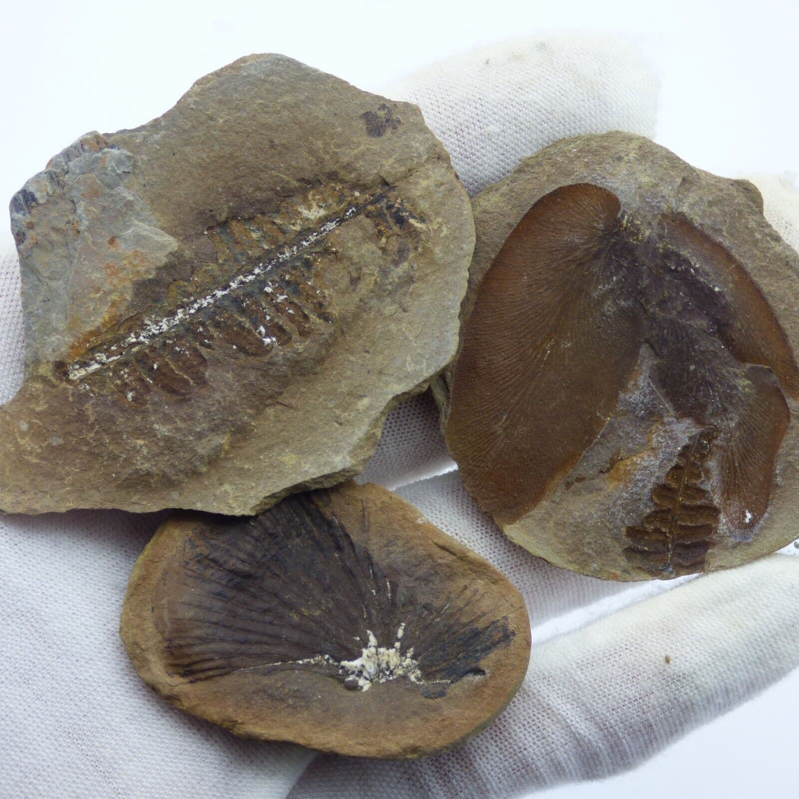 Three Fossil Fern Carboniferous Pos/Neg Nodules Plant Mazon Creek USA