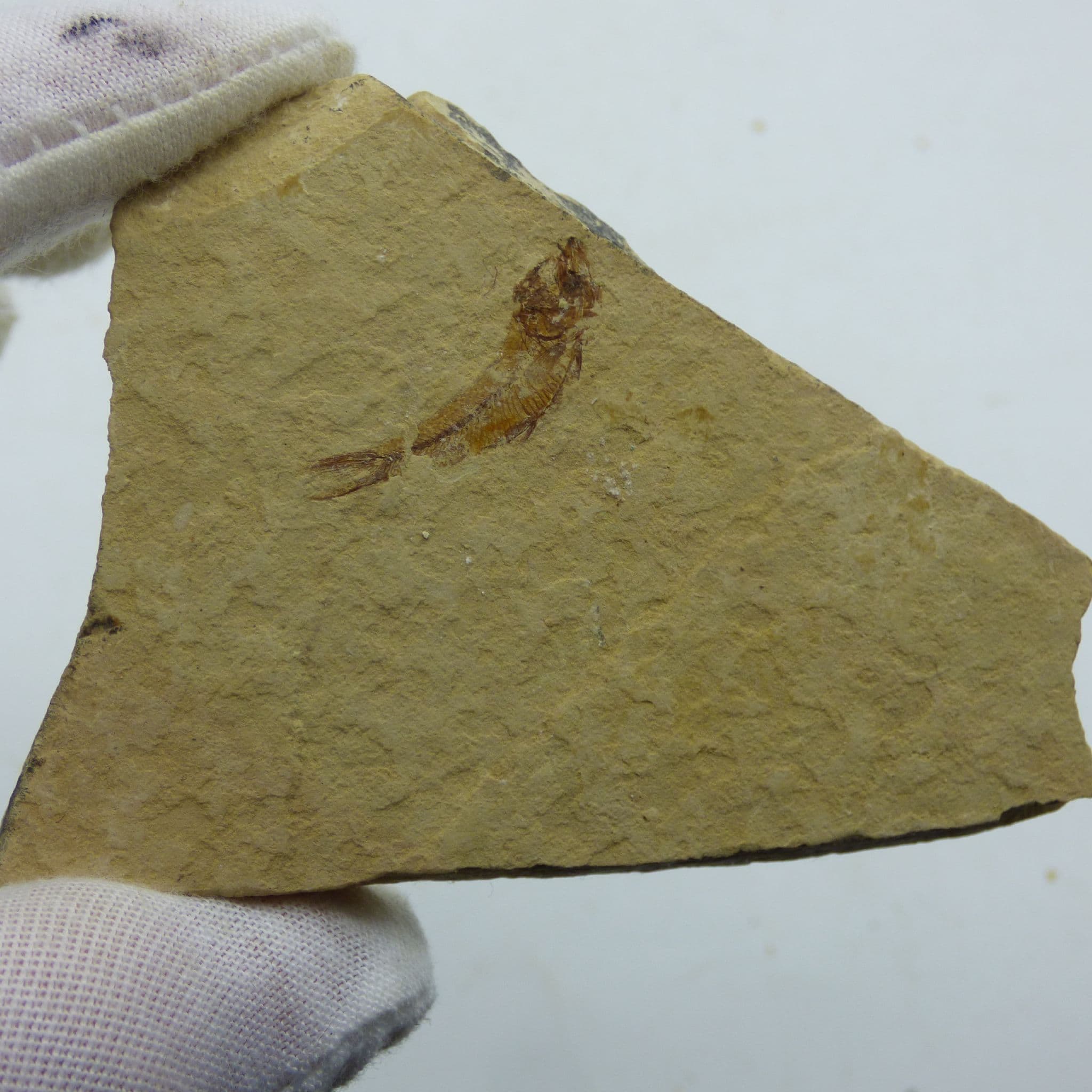 Tiny Finely Detailed Green River Formation Fossil Fish with Display Stand