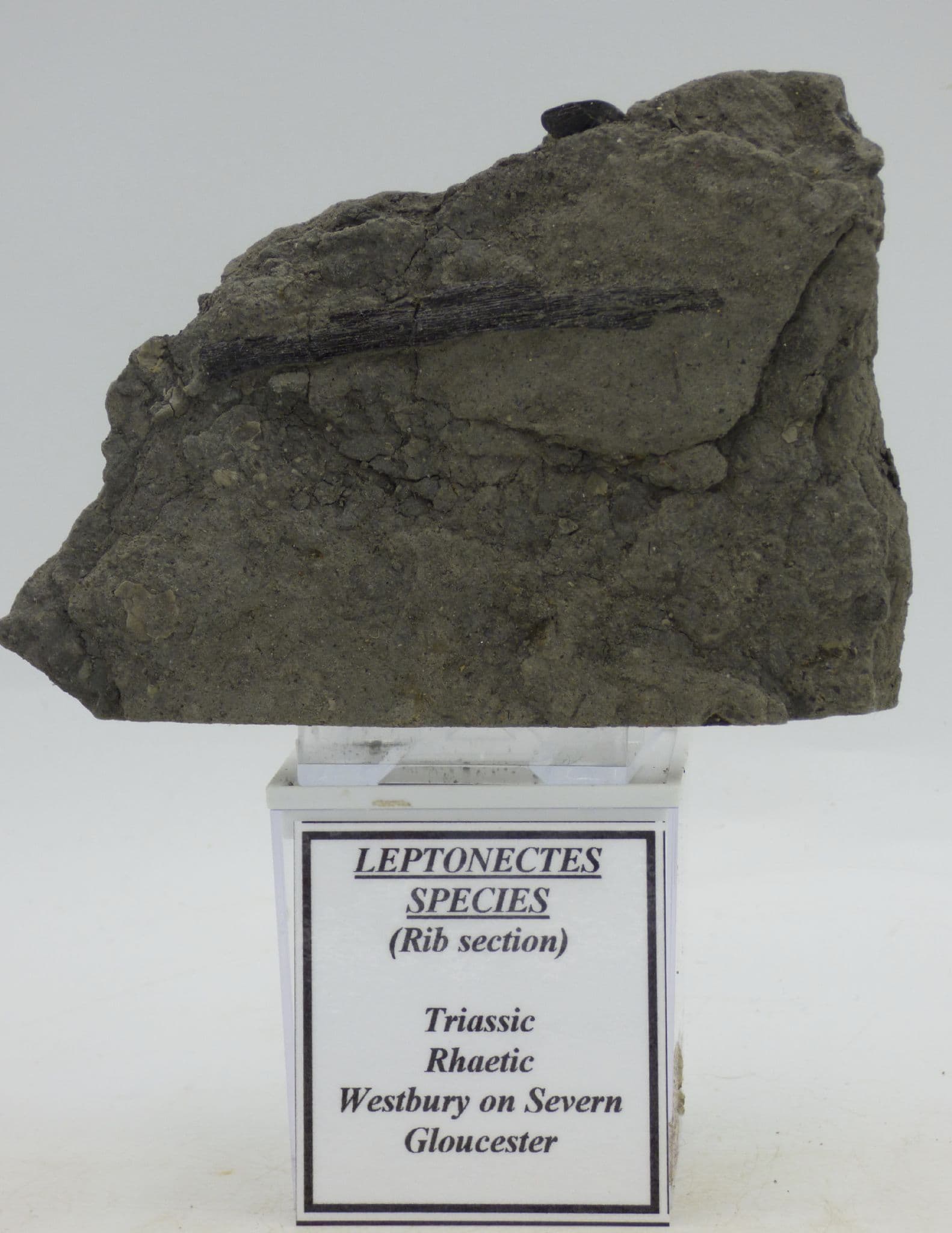 Triassic Rhaetic Bone Bed with Leptonectes rib section Gloucestershire