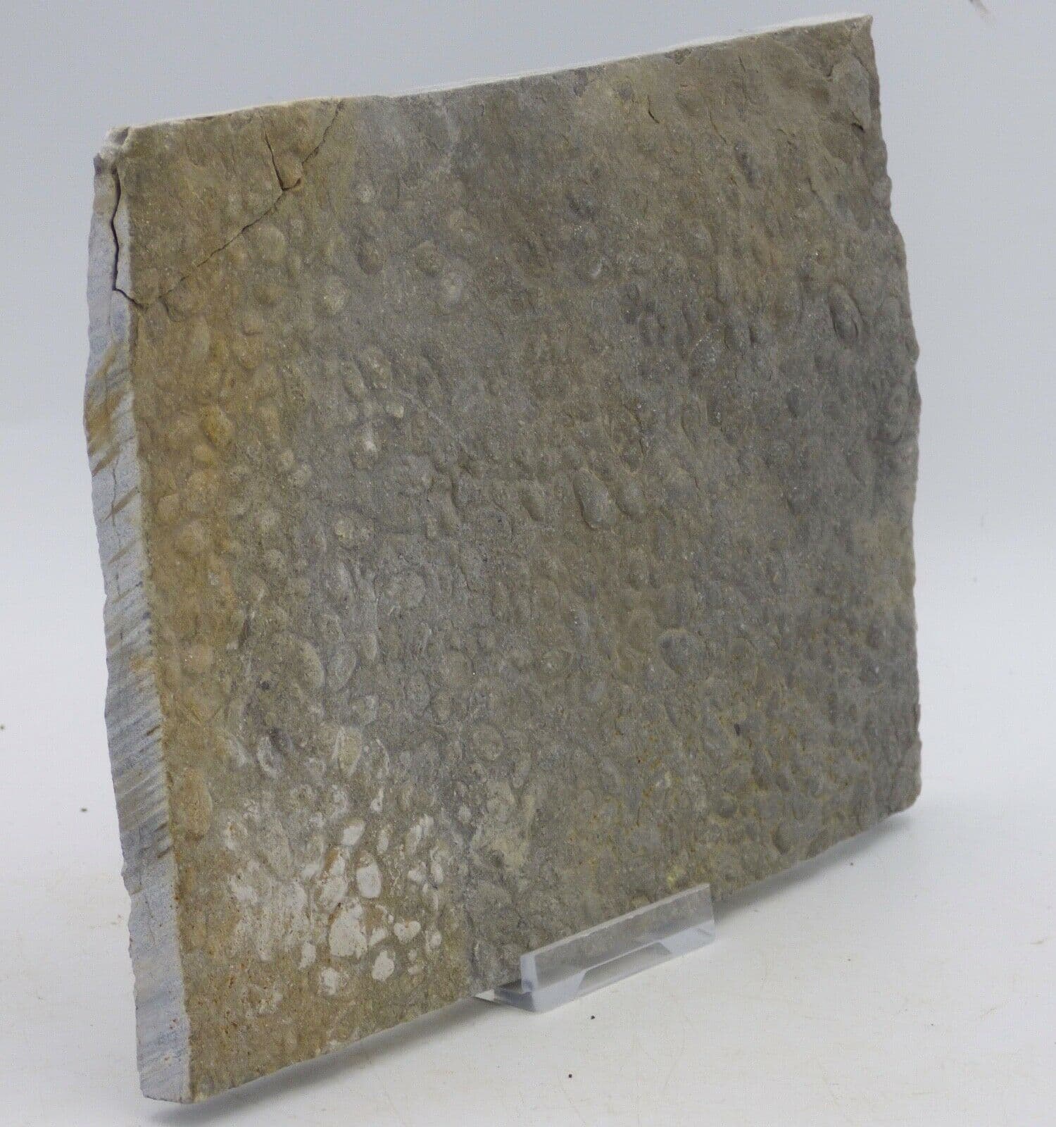 Triassic Rhaetic Burrowing Bivalve Trace Fossil Burrows Lockeia + Stand