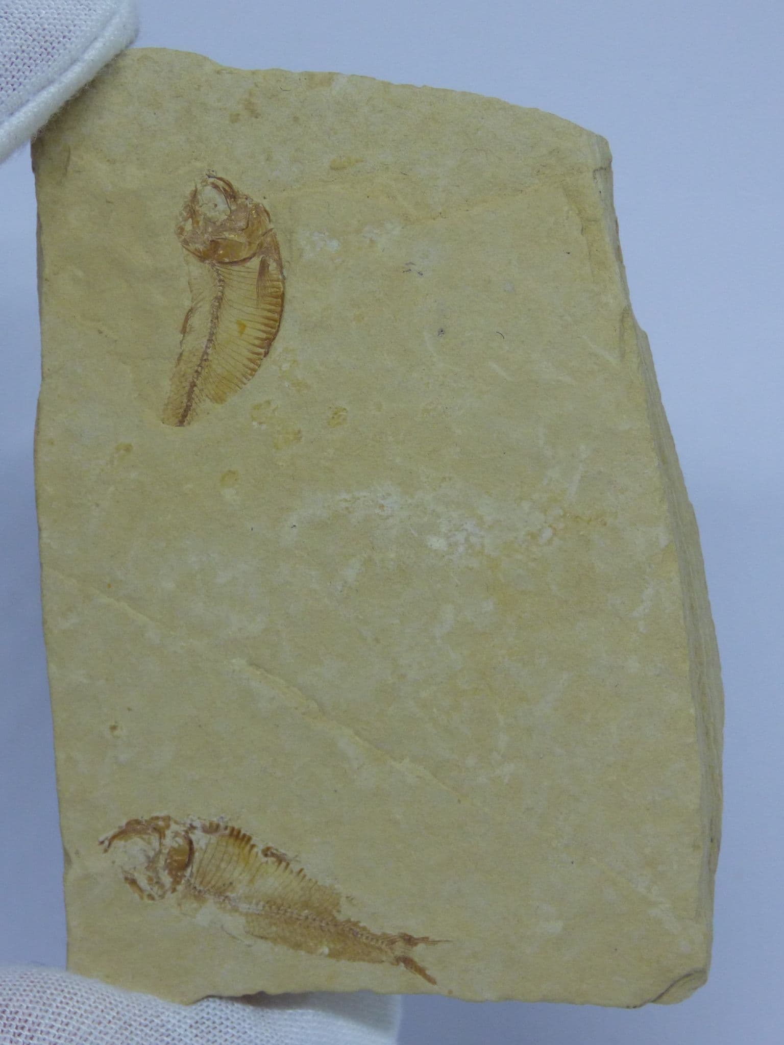 Two Tiny Finely Detailed Green River Formation Fossil Fish with Display Stand