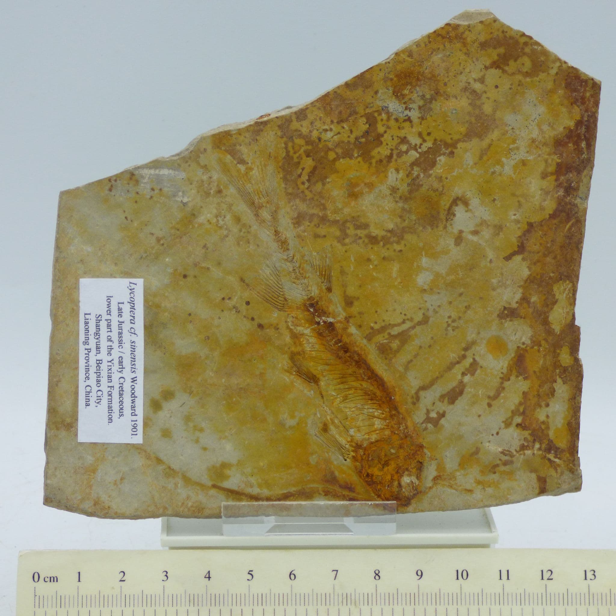 Jurassic Double Sided Fish Lycoptera Liaoning Province China