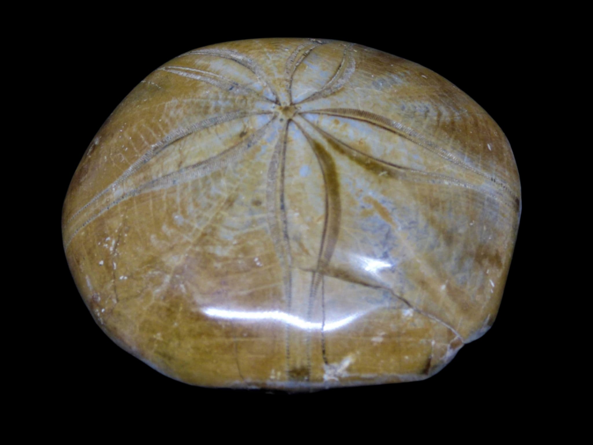 Jurassic Fossil Echinoid Sand Dollar Sea Urchin Madagascar